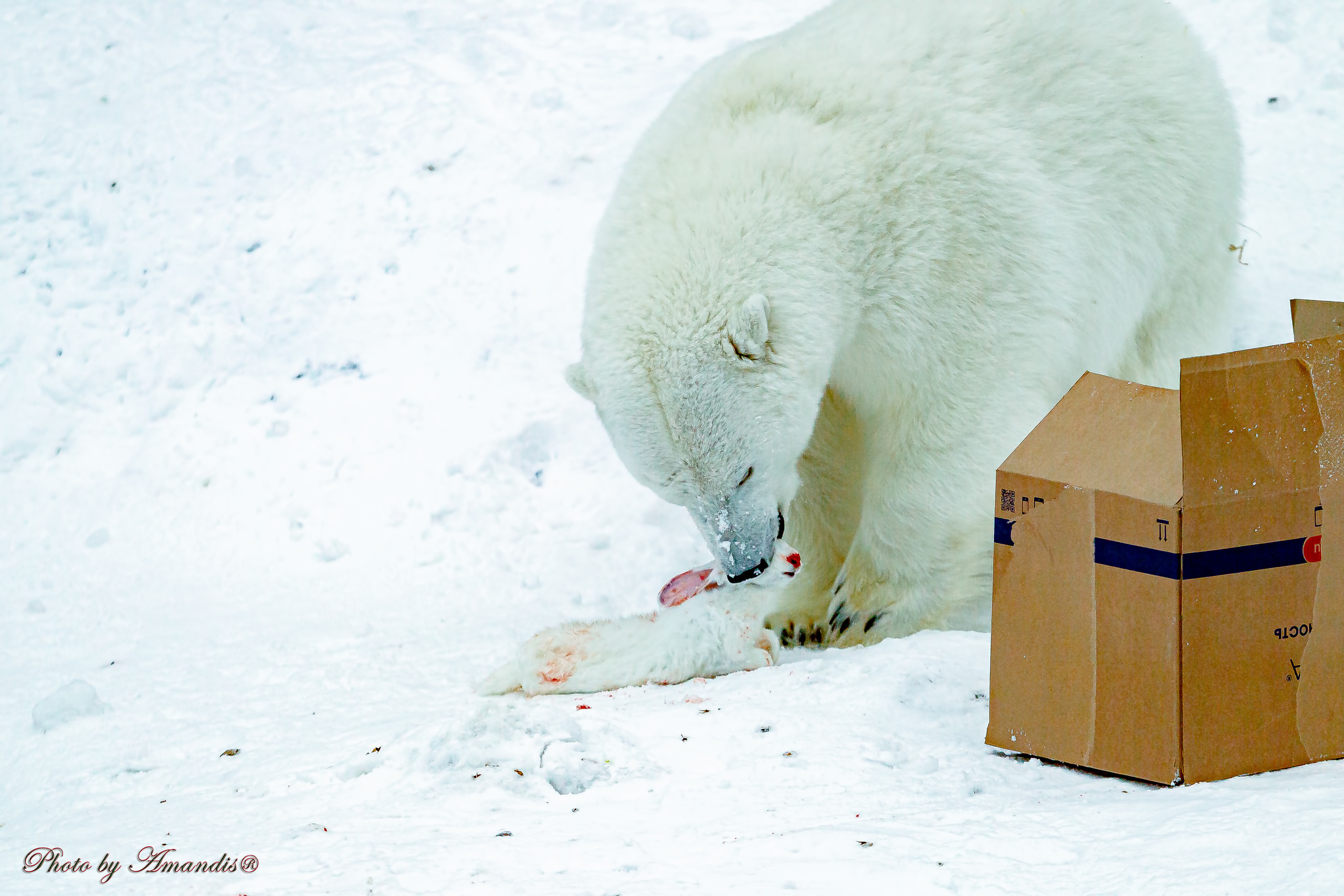 Московский зоопарк (15.02.2023). Репортажная съемка в Москве и области. Анималистика