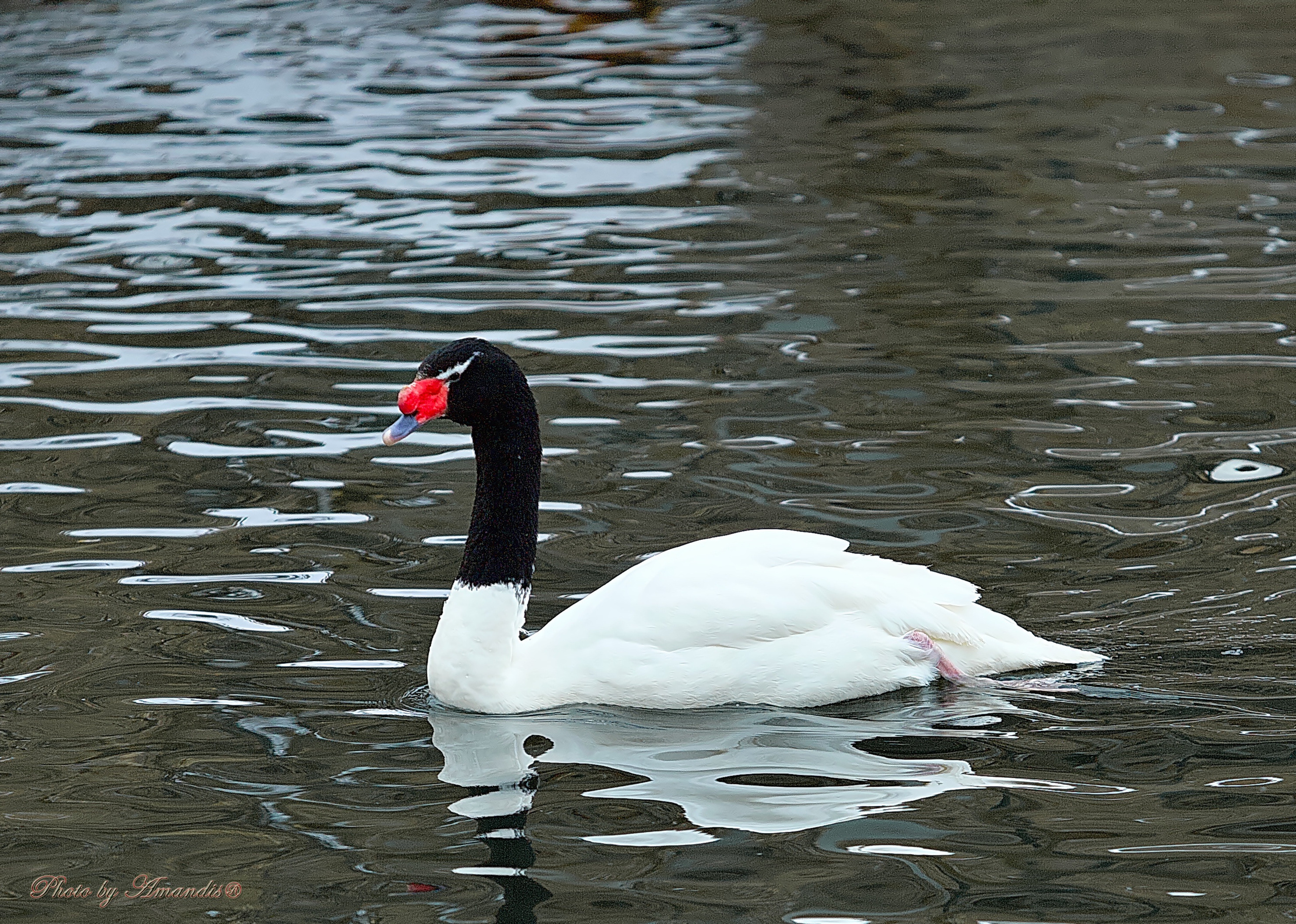 Московский зоопарк (15.02.2023). Репортажная съемка в Москве и области. Анималистика