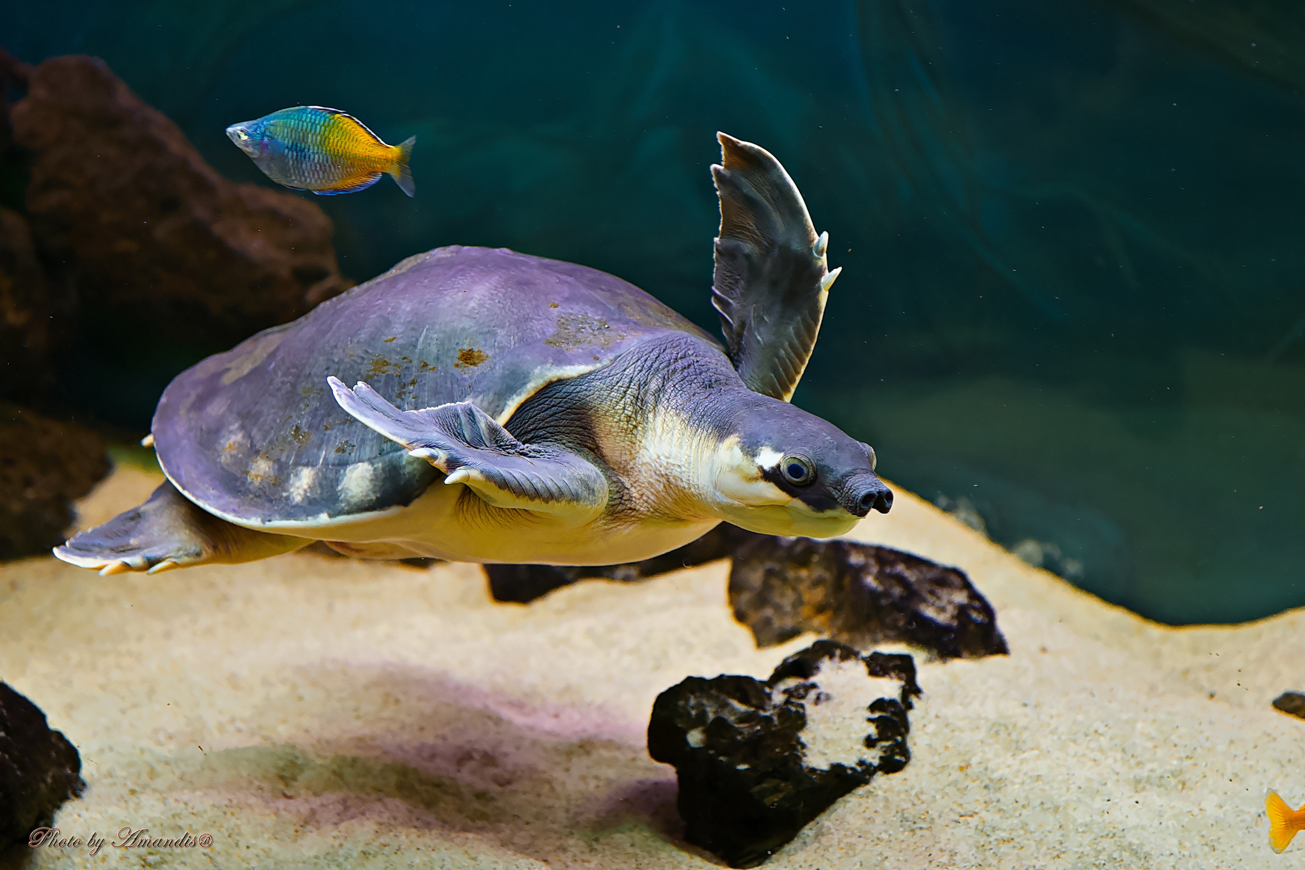 Московский зоопарк (15.02.2023). Репортажная съемка в Москве и области. Анималистика