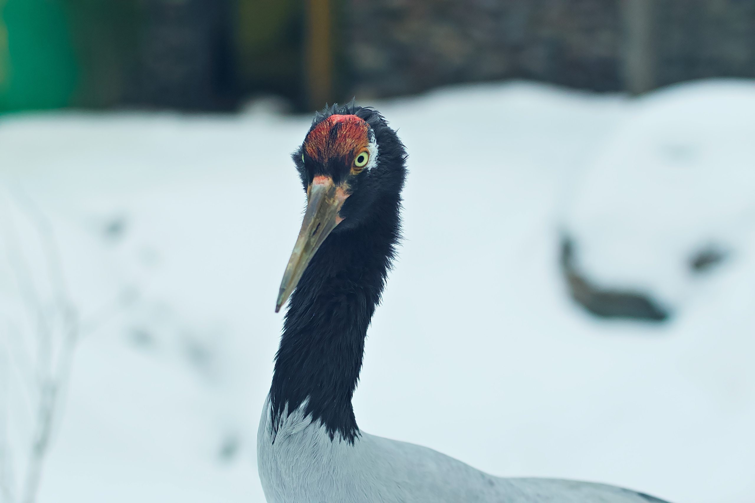 Московский зоопарк (15.02.2023). Репортажная съемка в Москве и области. Анималистика