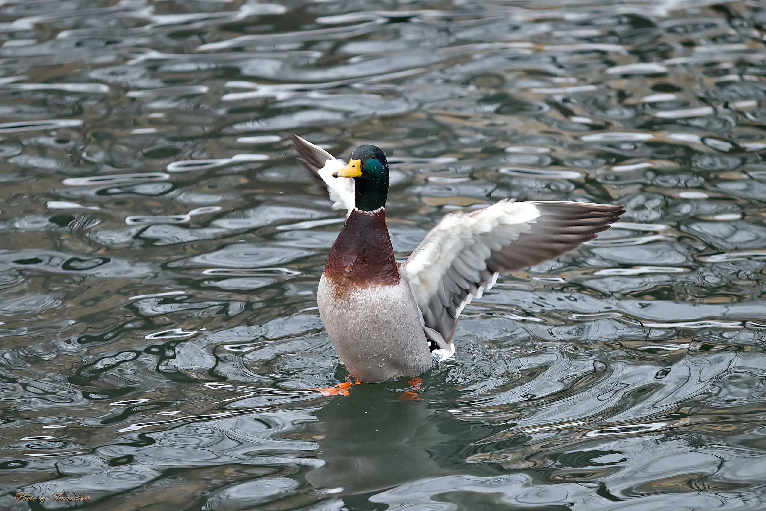 Московский зоопарк (15.02.2023). Репортажная съемка в Москве и области. Анималистика