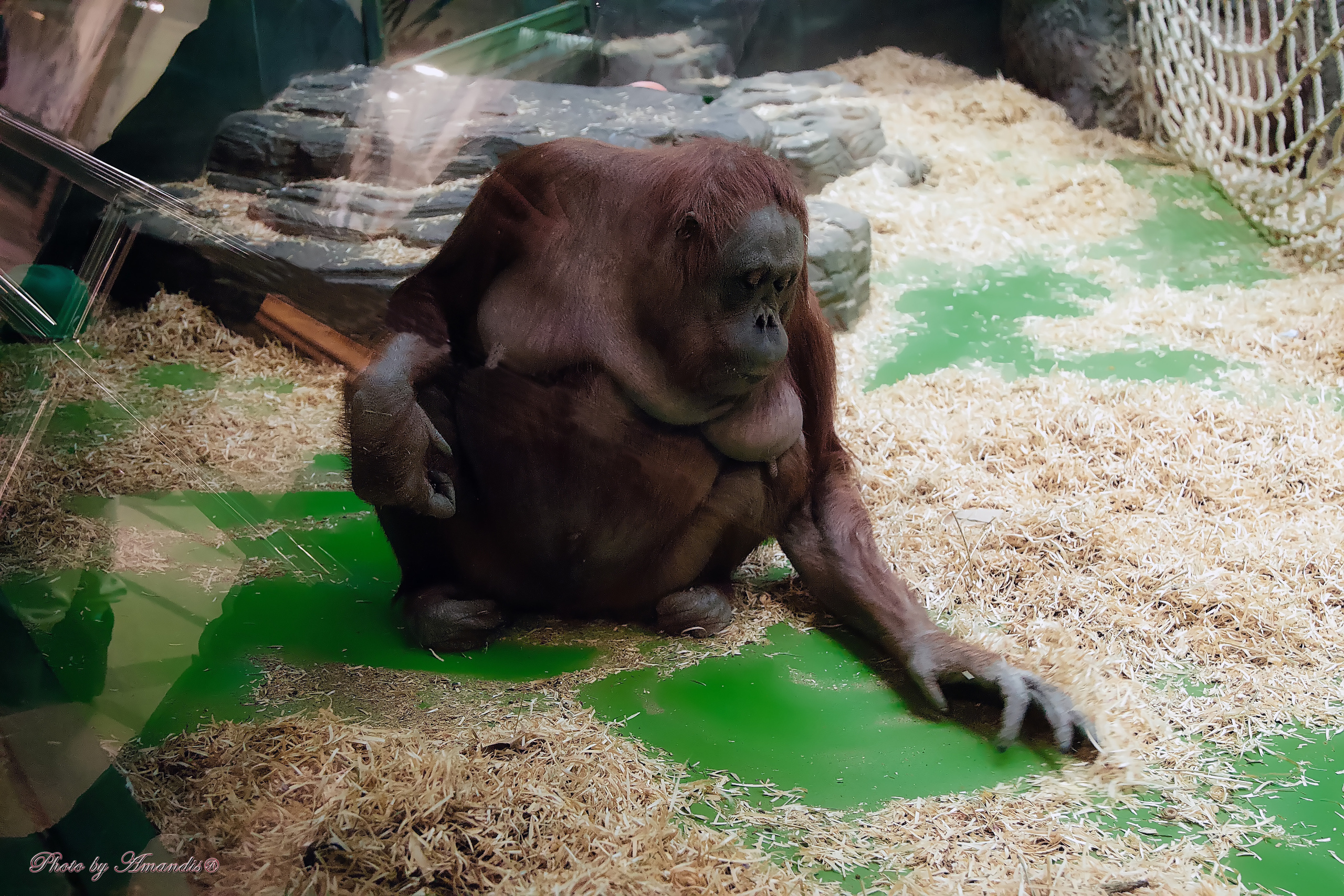 Московский зоопарк (15.02.2023). Репортажная съемка в Москве и области. Анималистика