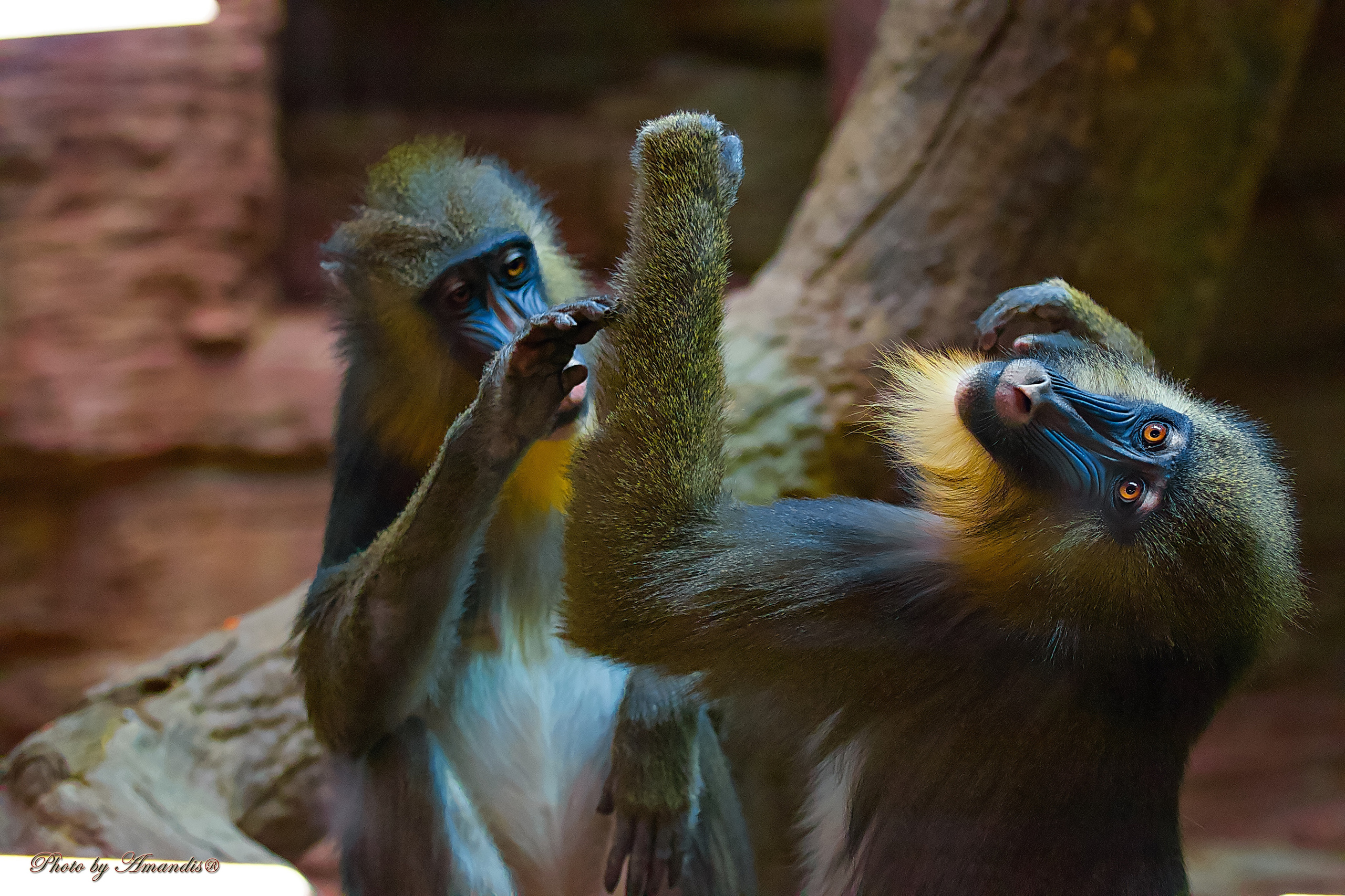 Московский зоопарк (15.02.2023). Репортажная съемка в Москве и области. Анималистика