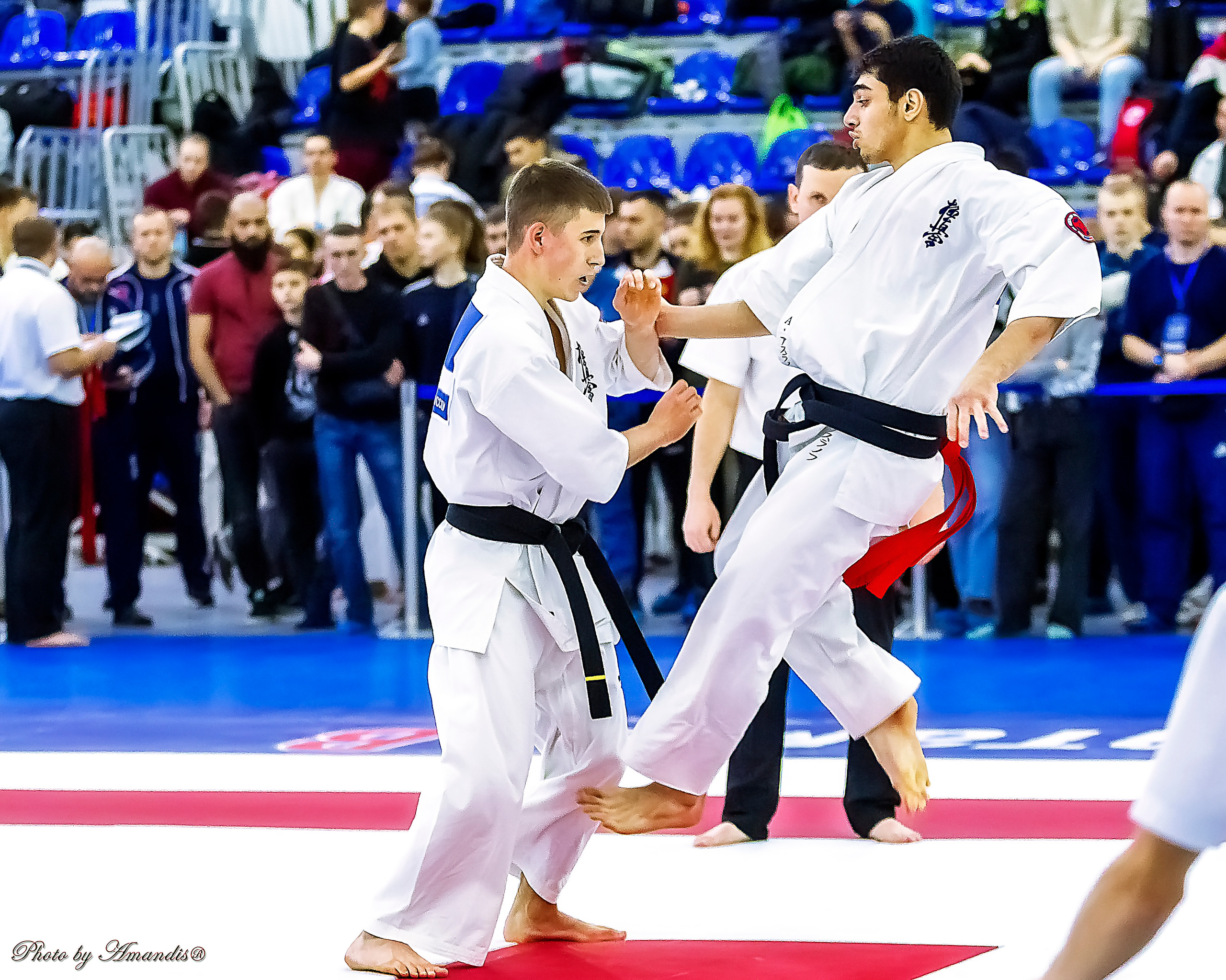 Чемпионат России по Киокушинкай (ноябрь 2022). Репортажная съемка в Москве и области. Анималистика