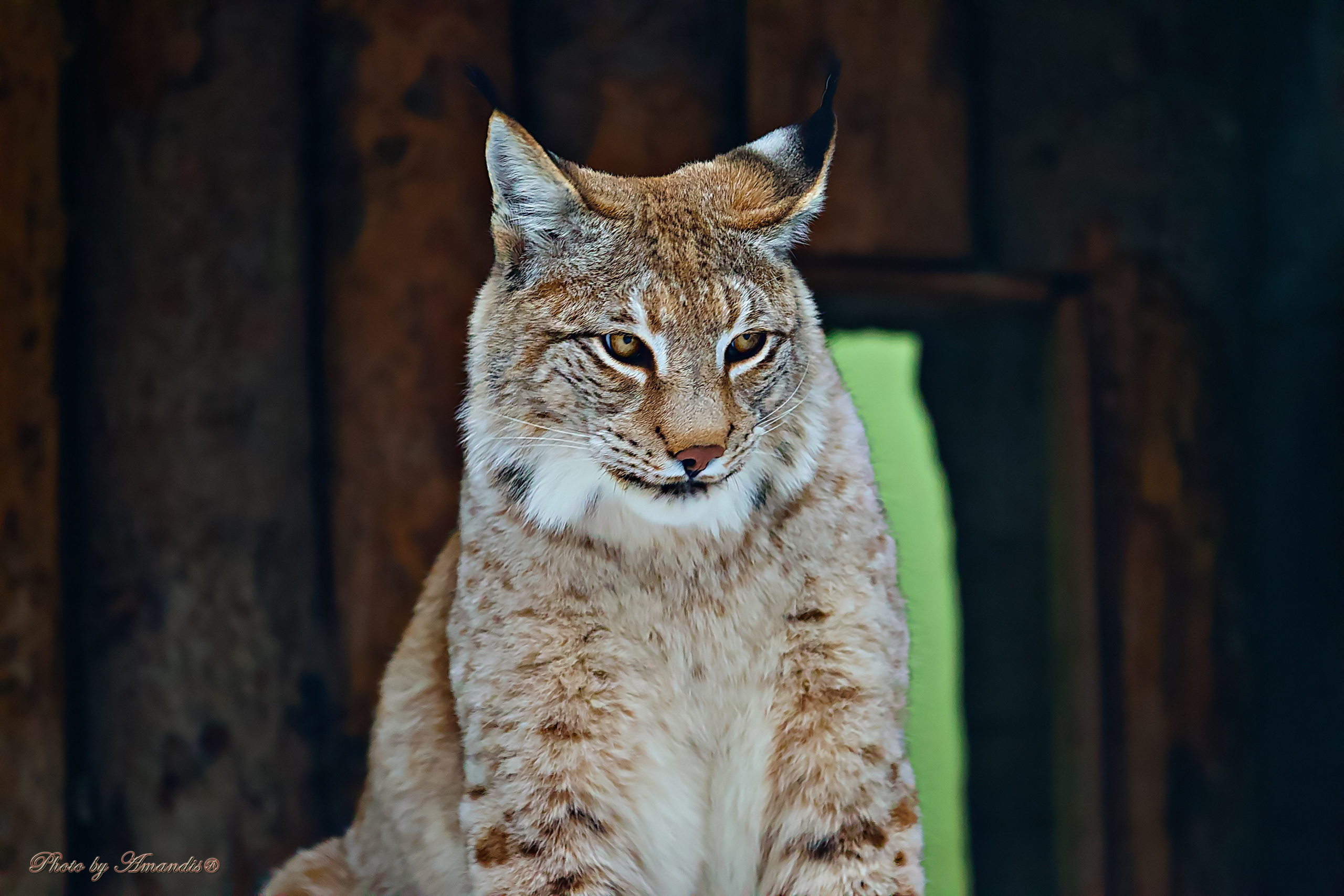 Московский зоопарк (15.02.2023). Репортажная съемка в Москве и области. Анималистика