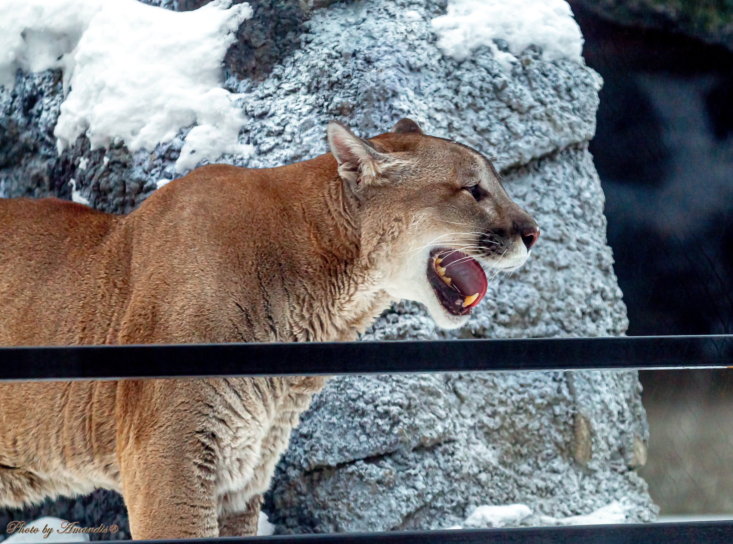 Московский зоопарк (15.02.2023). Репортажная съемка в Москве и области. Анималистика