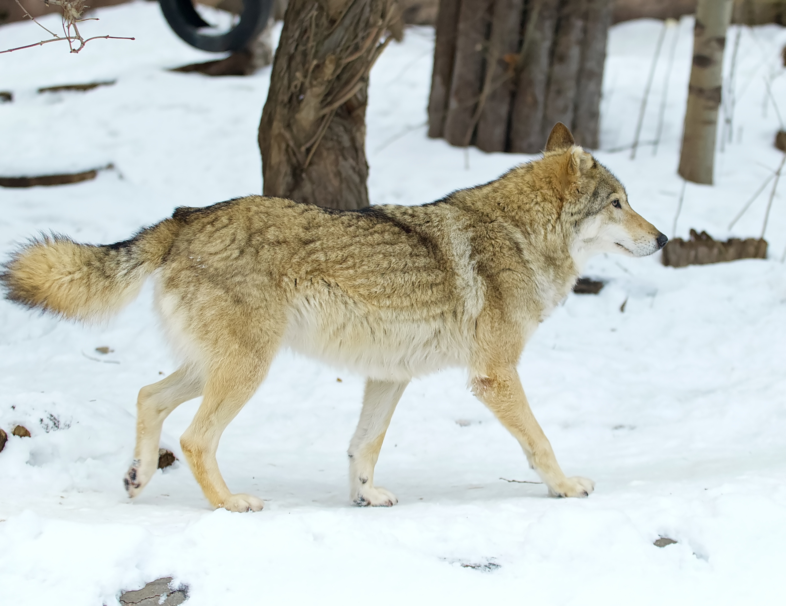 Московский зоопарк (15.02.2023). Репортажная съемка в Москве и области. Анималистика