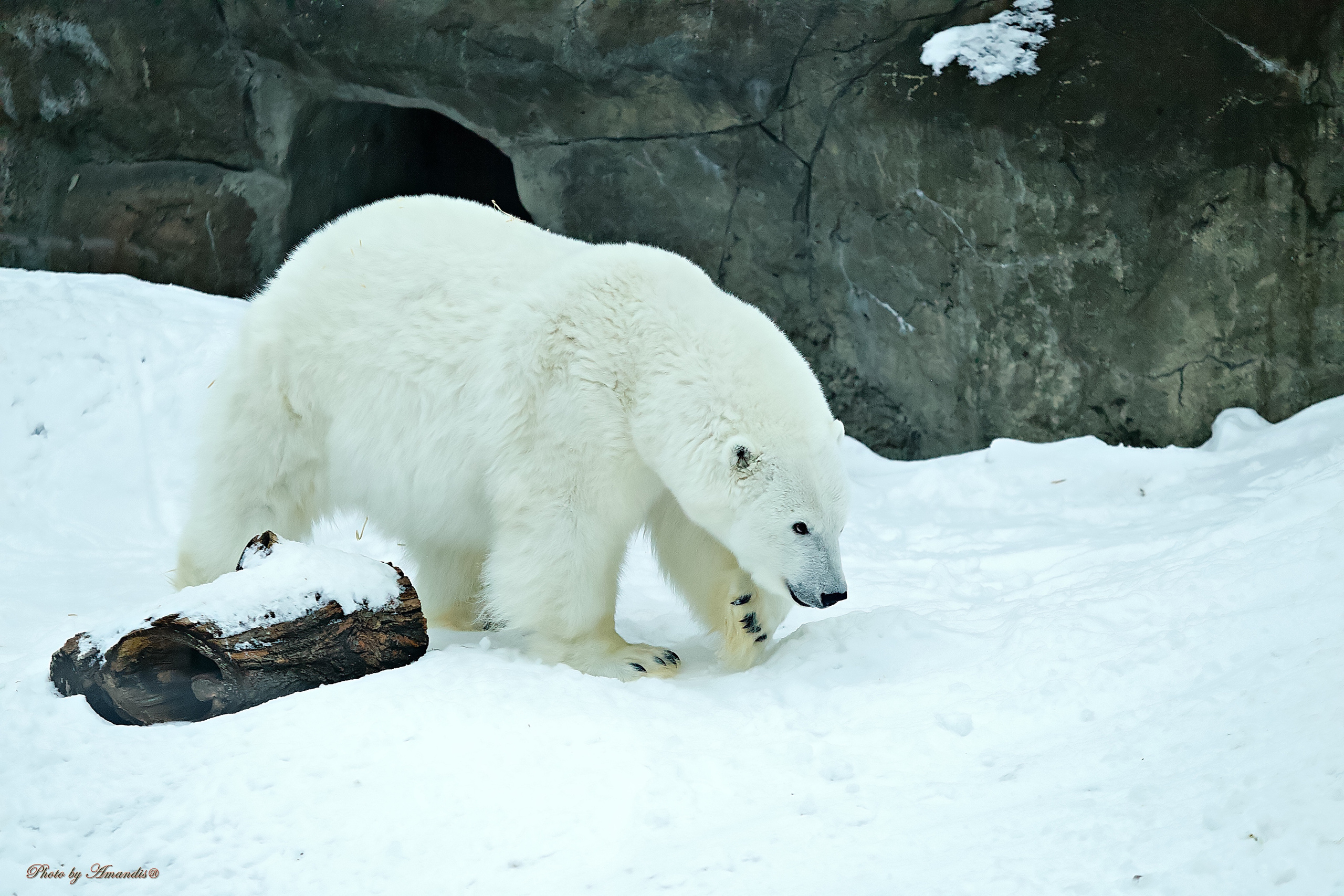 Московский зоопарк (15.02.2023). Репортажная съемка в Москве и области. Анималистика
