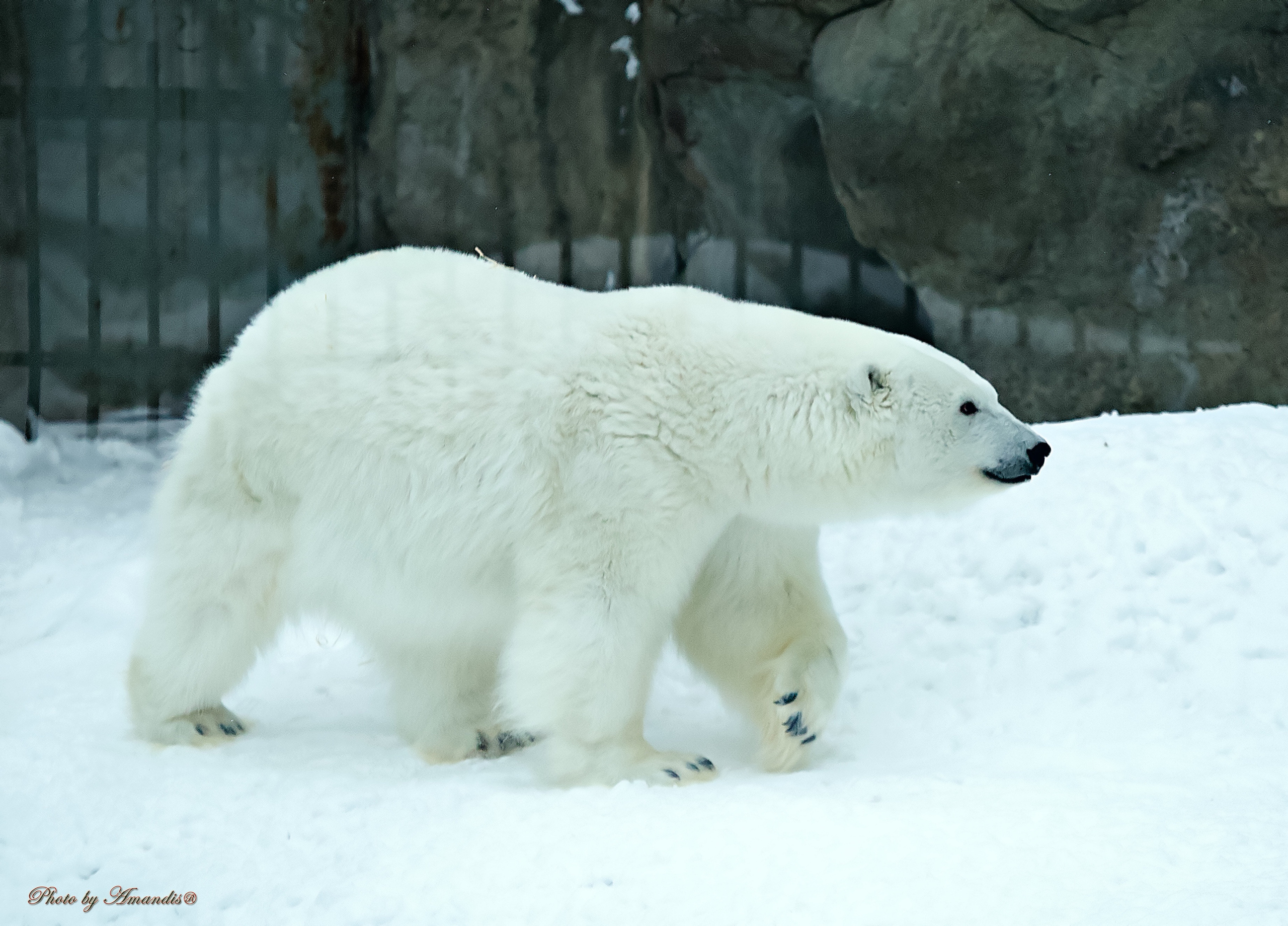 Московский зоопарк (15.02.2023). Репортажная съемка в Москве и области. Анималистика