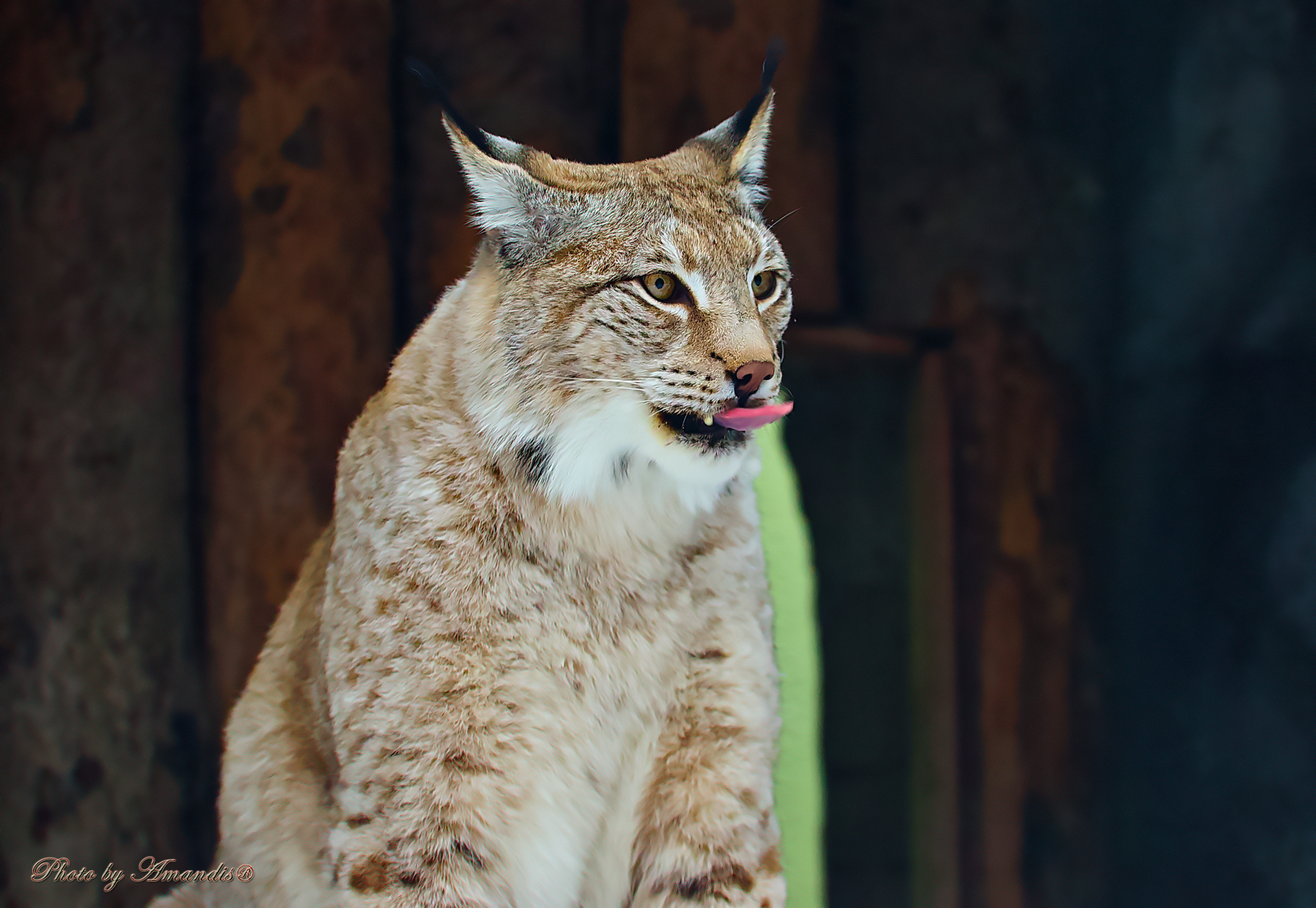 Репортажная съемка в Москве и области. Анималистика