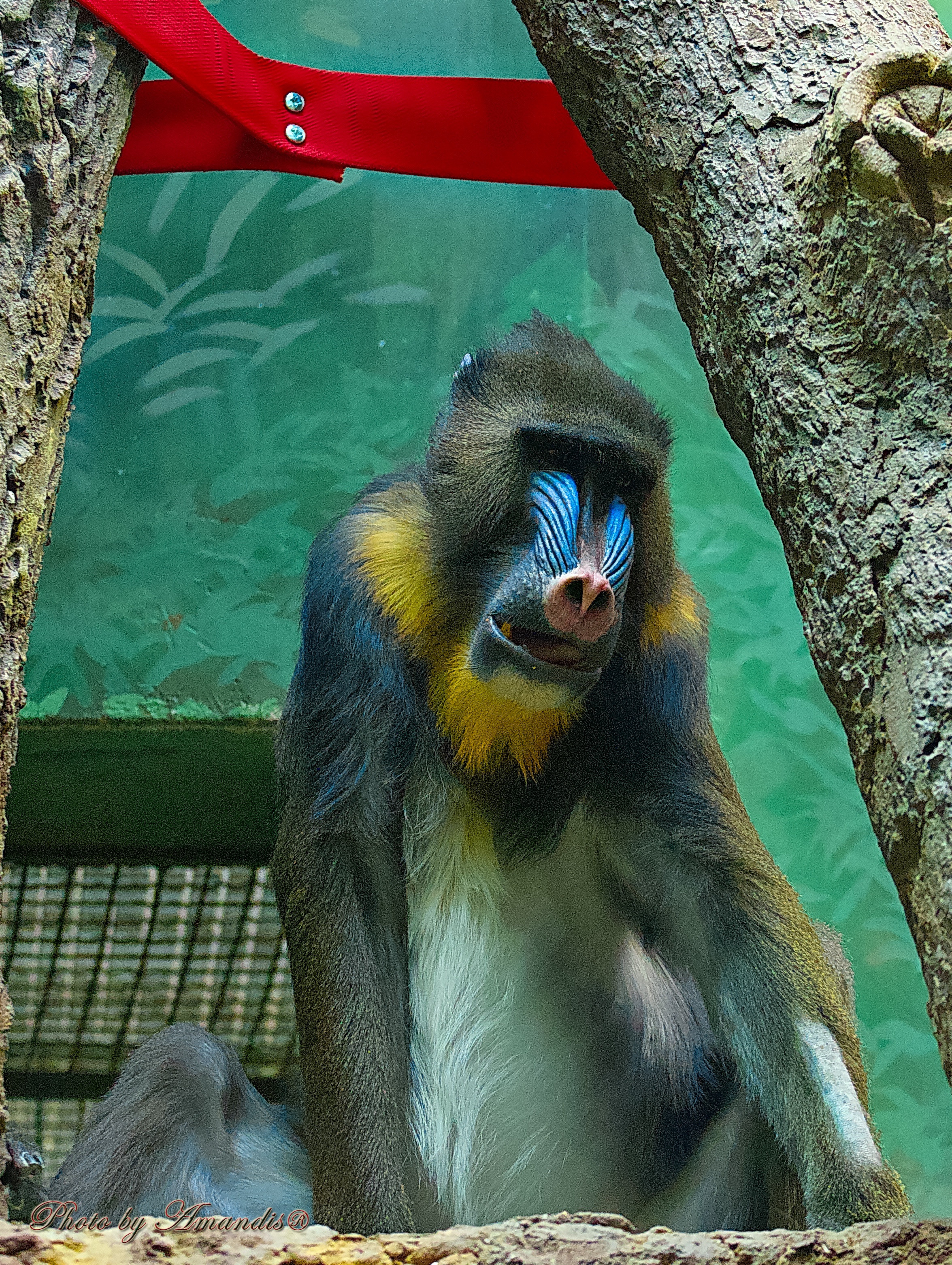 Московский зоопарк (15.02.2023). Репортажная съемка в Москве и области. Анималистика