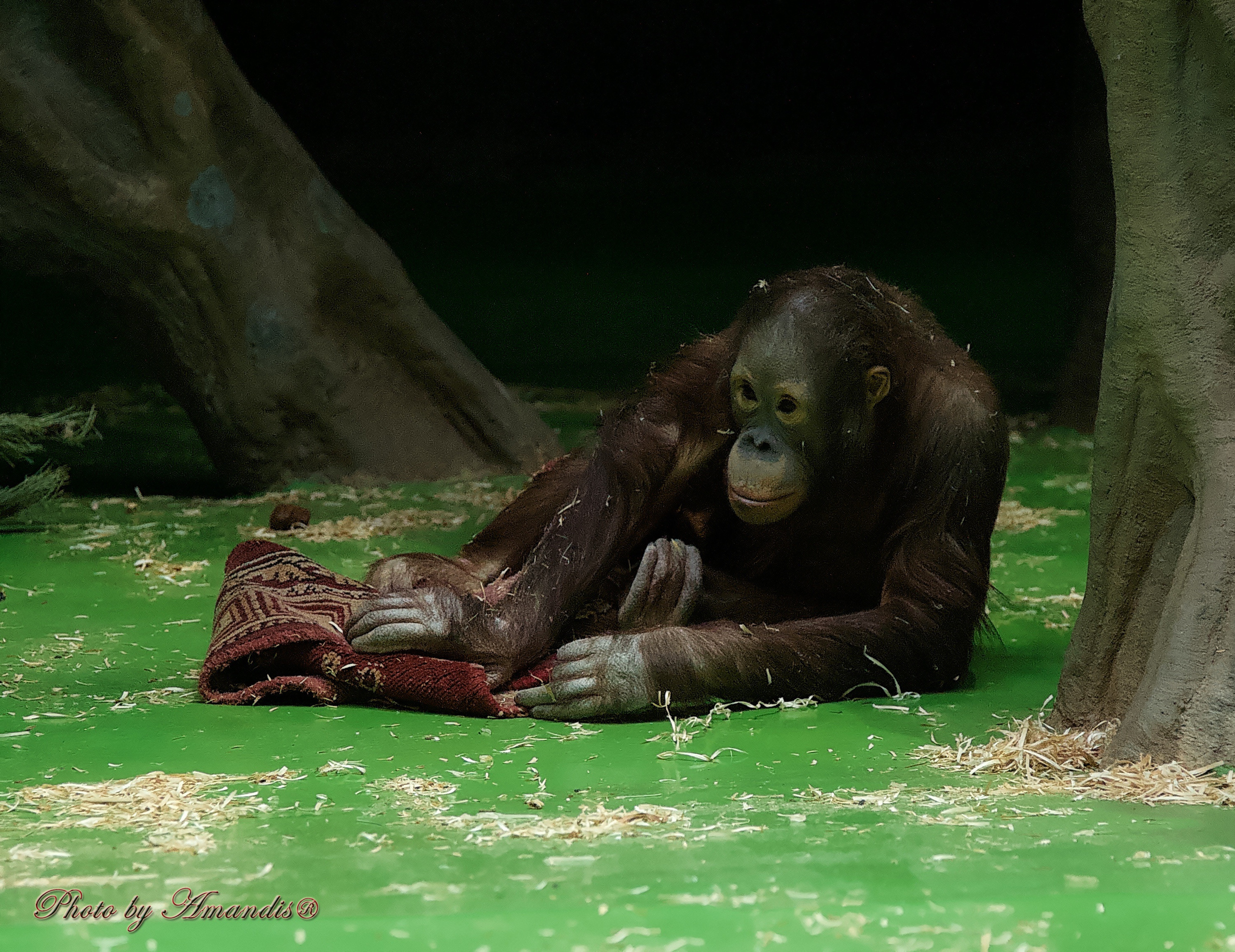 Московский зоопарк (15.02.2023). Репортажная съемка в Москве и области. Анималистика