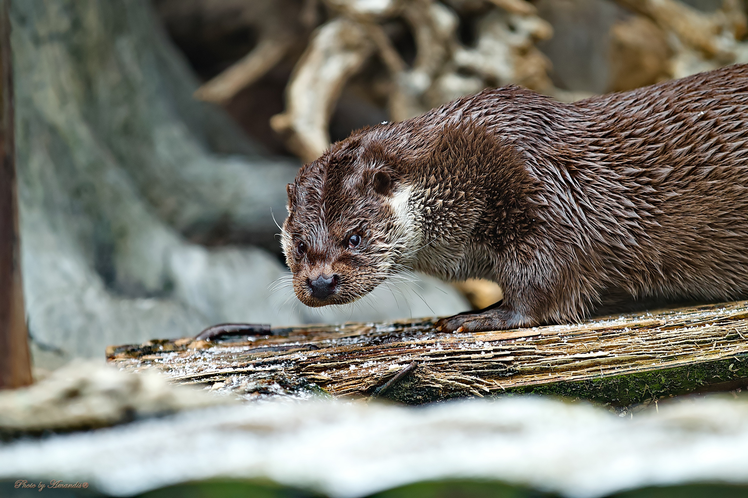 Московский зоопарк (15.02.2023). Репортажная съемка в Москве и области. Анималистика