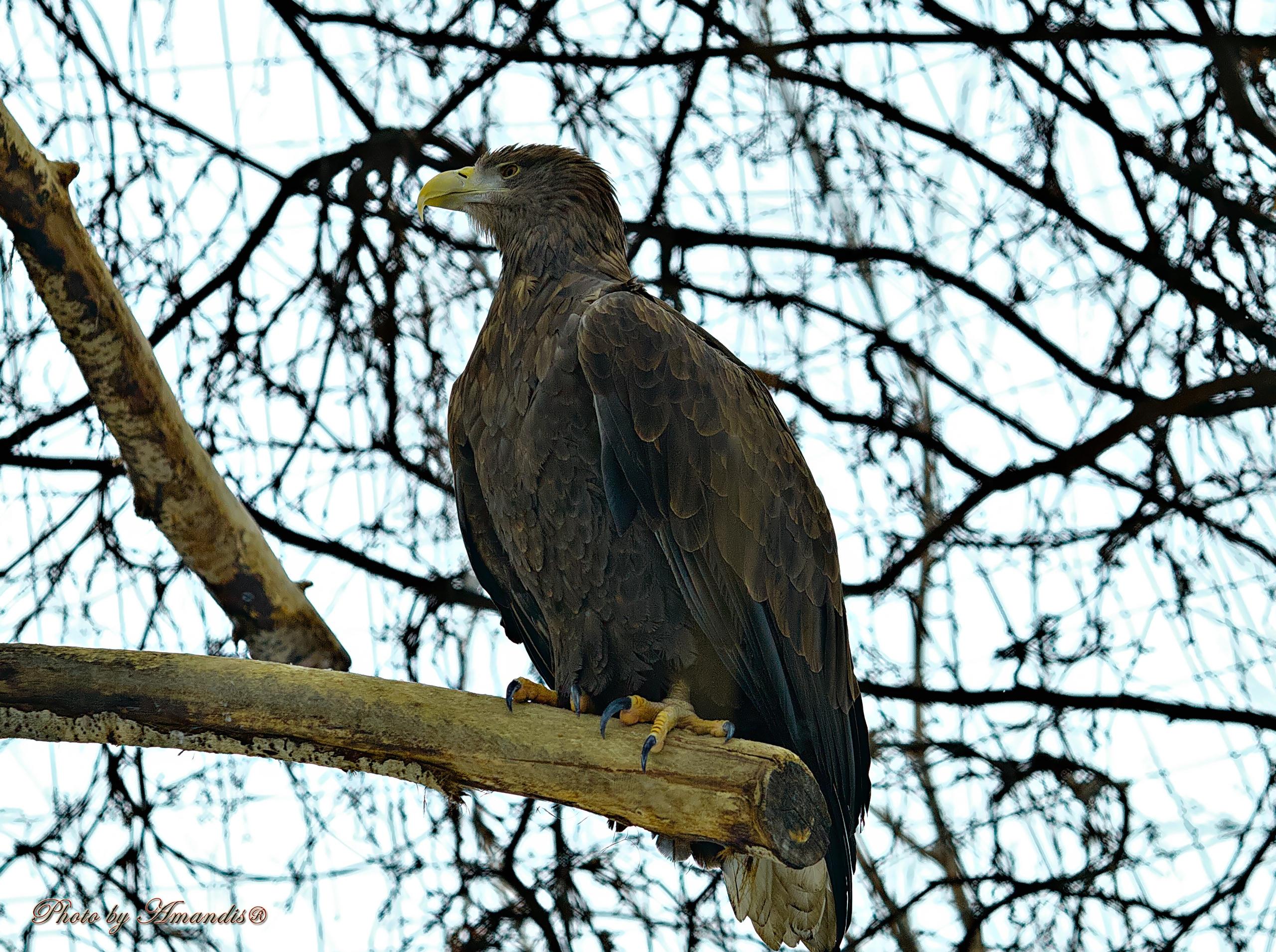 Московский зоопарк (15.02.2023). Репортажная съемка в Москве и области. Анималистика