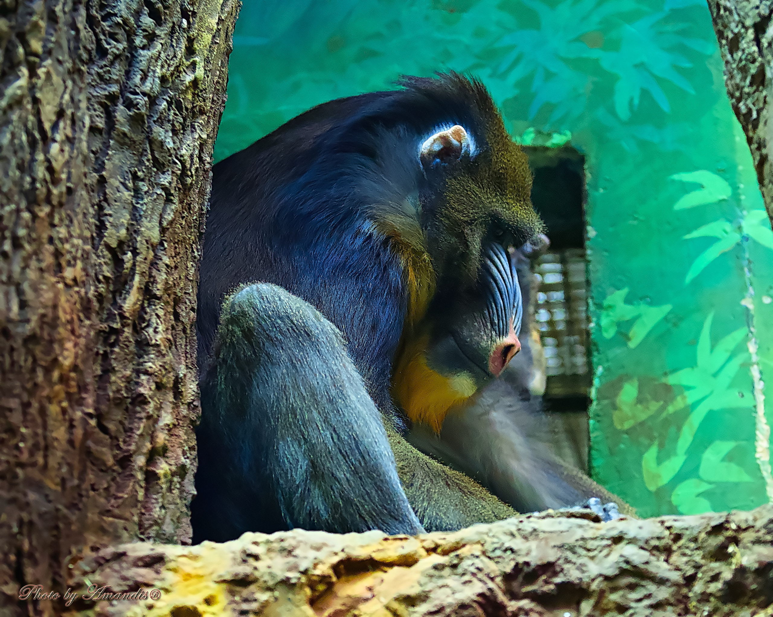 Московский зоопарк (15.02.2023). Репортажная съемка в Москве и области. Анималистика