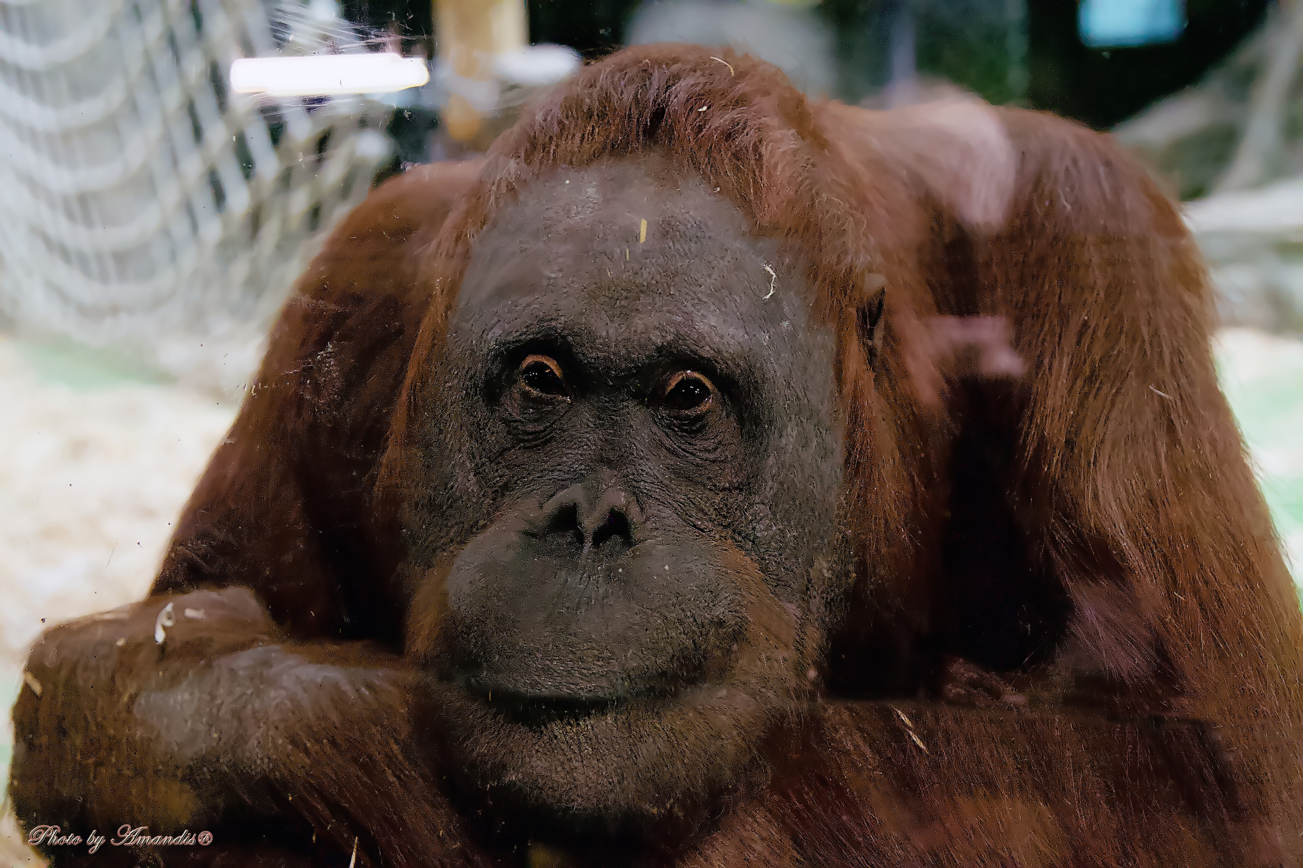 Московский зоопарк (15.02.2023). Репортажная съемка в Москве и области. Анималистика