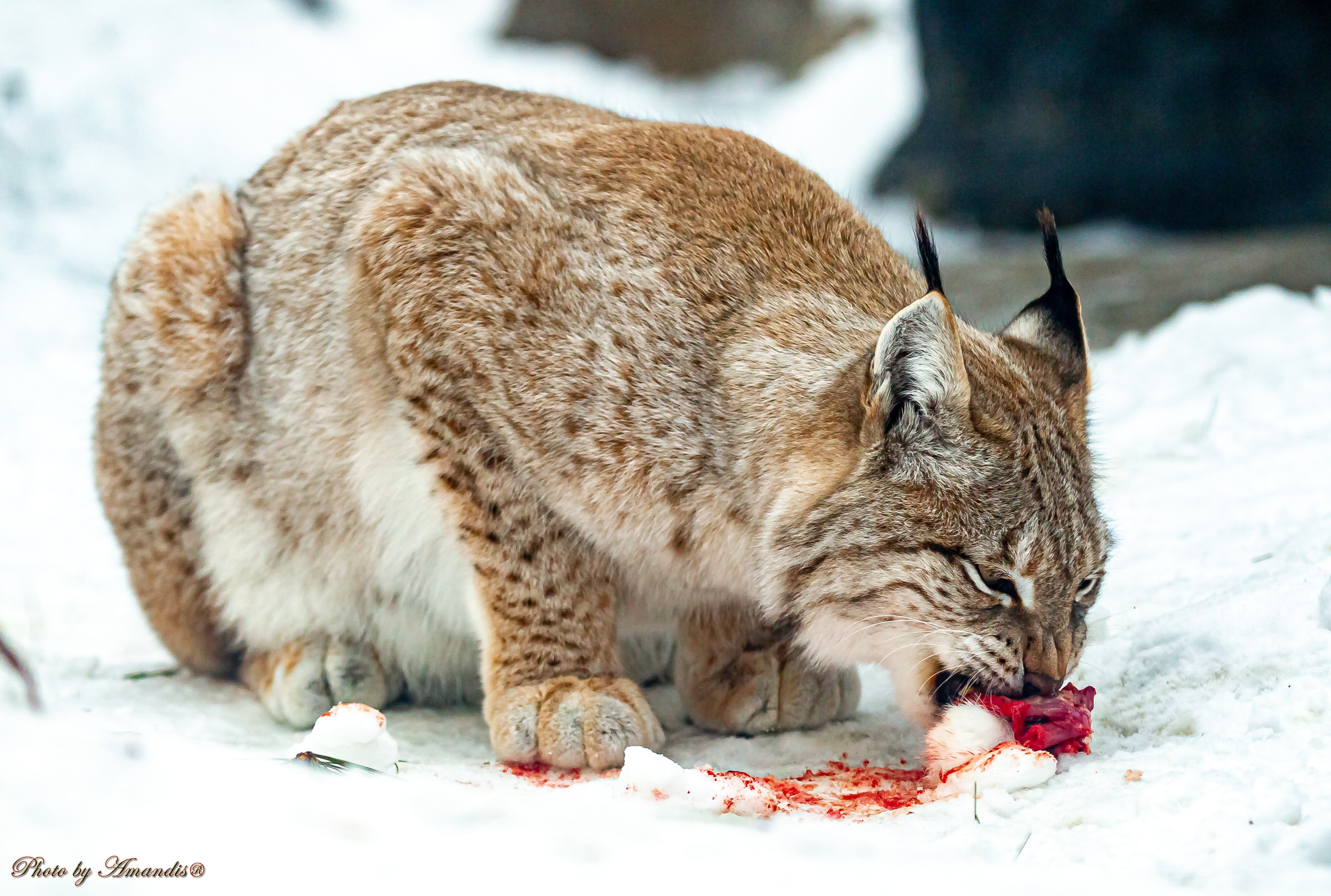 Московский зоопарк (15.02.2023). Репортажная съемка в Москве и области. Анималистика