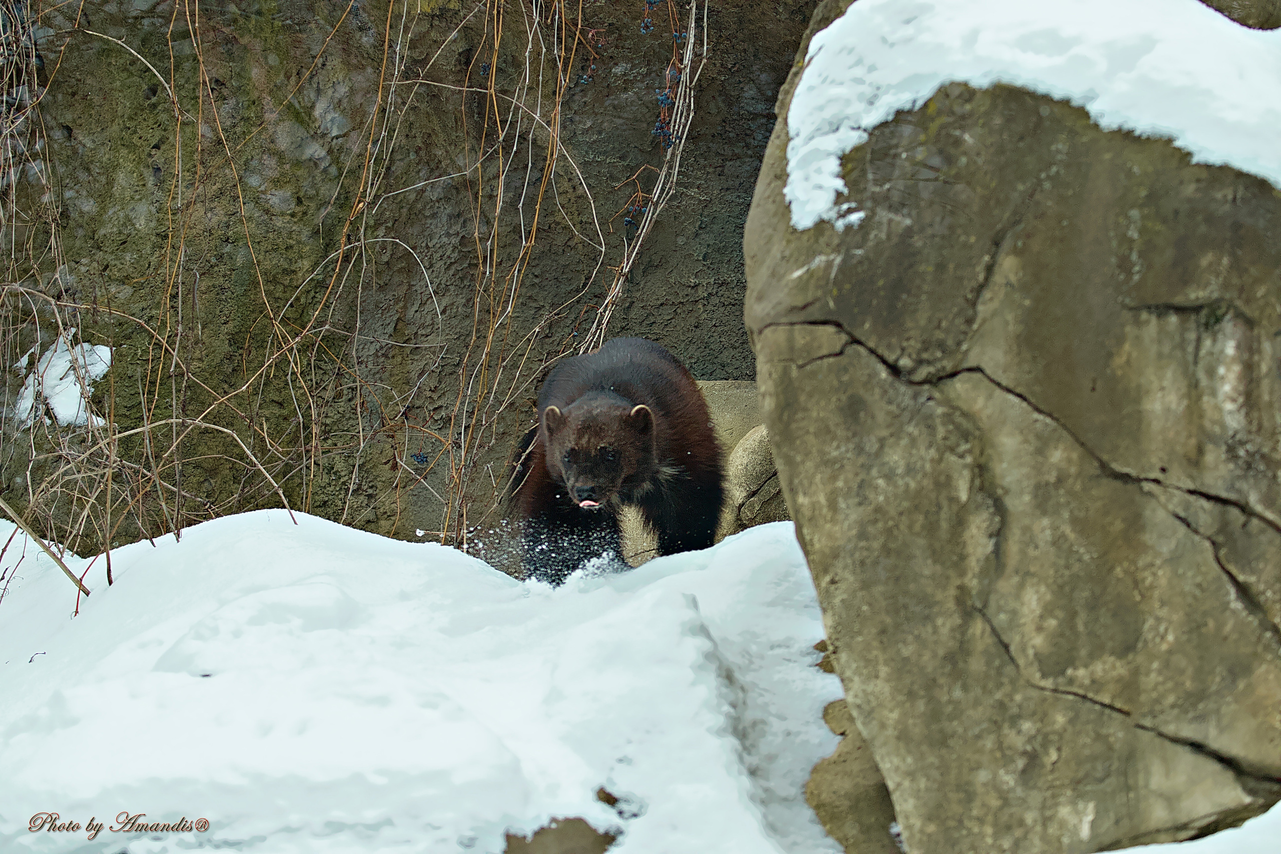 Московский зоопарк (15.02.2023). Репортажная съемка в Москве и области. Анималистика