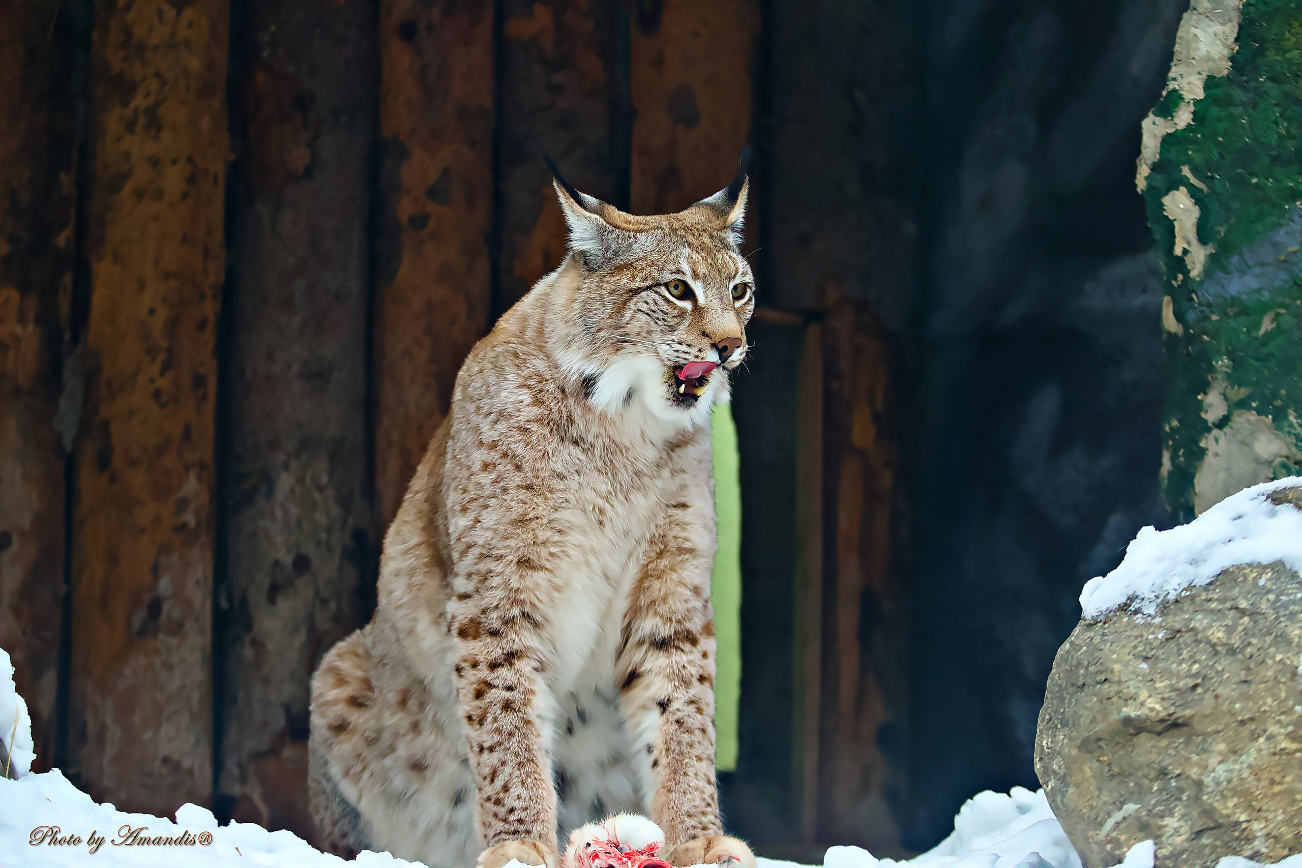 Московский зоопарк (15.02.2023). Репортажная съемка в Москве и области. Анималистика