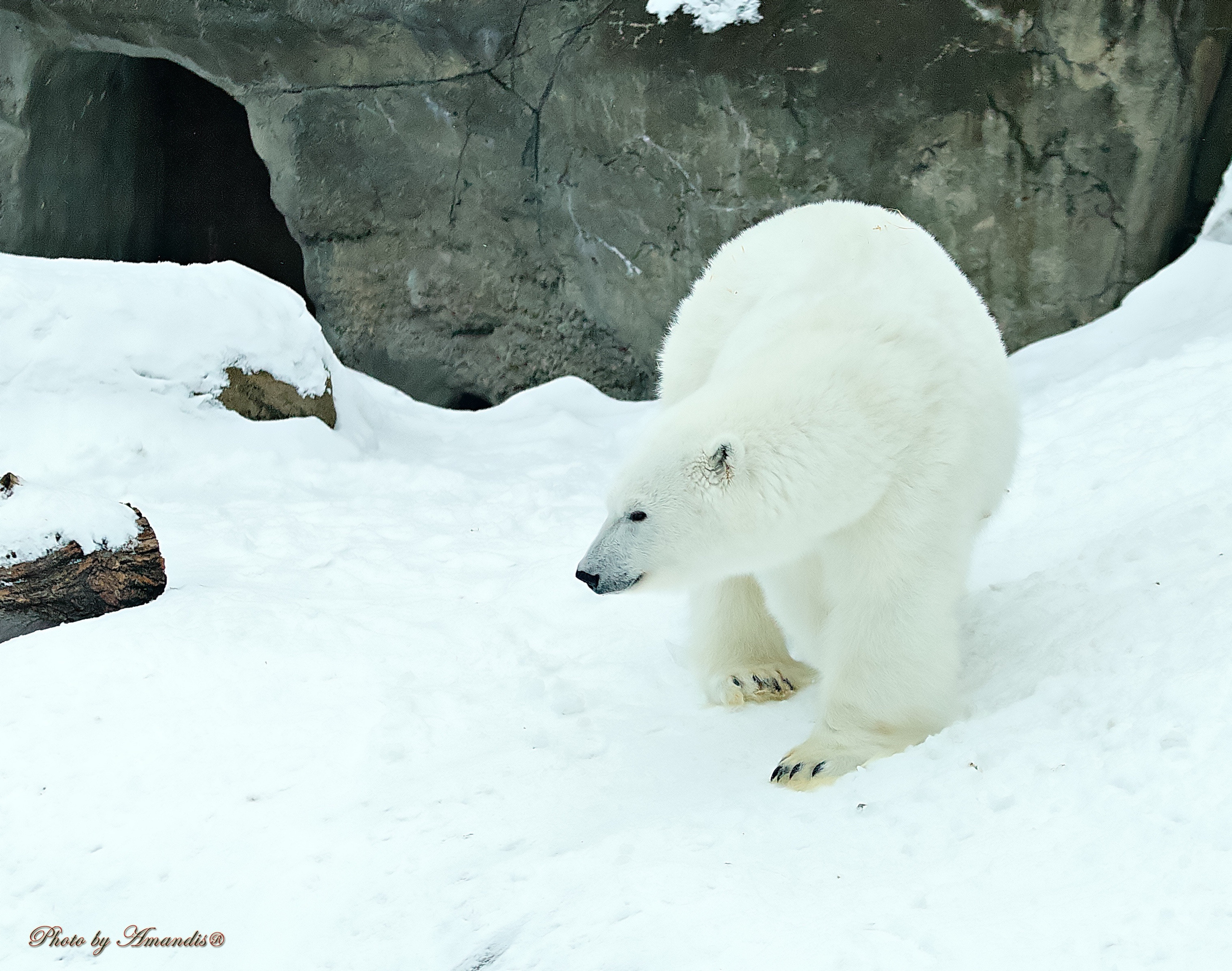 Московский зоопарк (15.02.2023). Репортажная съемка в Москве и области. Анималистика