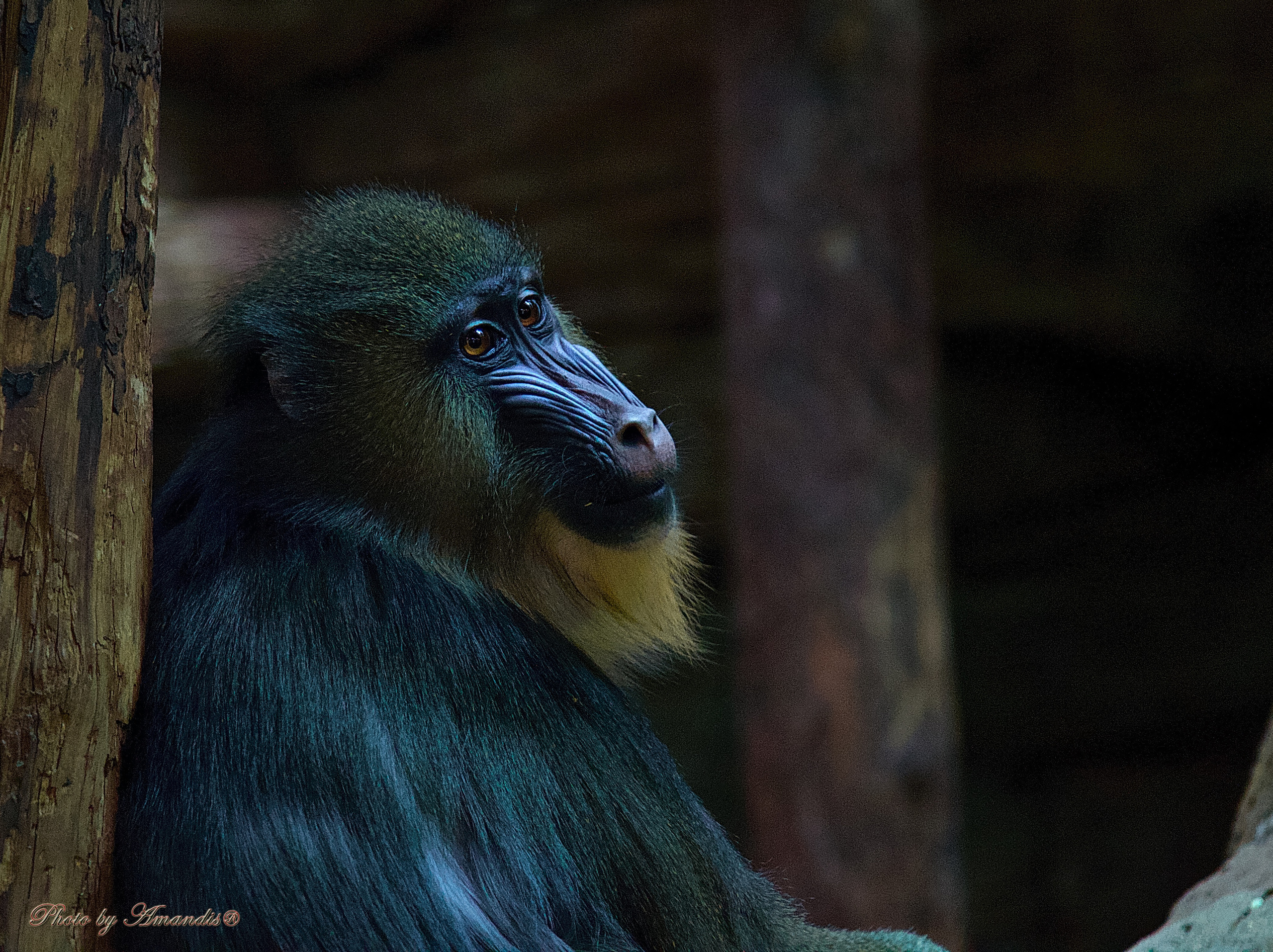 Московский зоопарк (15.02.2023). Репортажная съемка в Москве и области. Анималистика