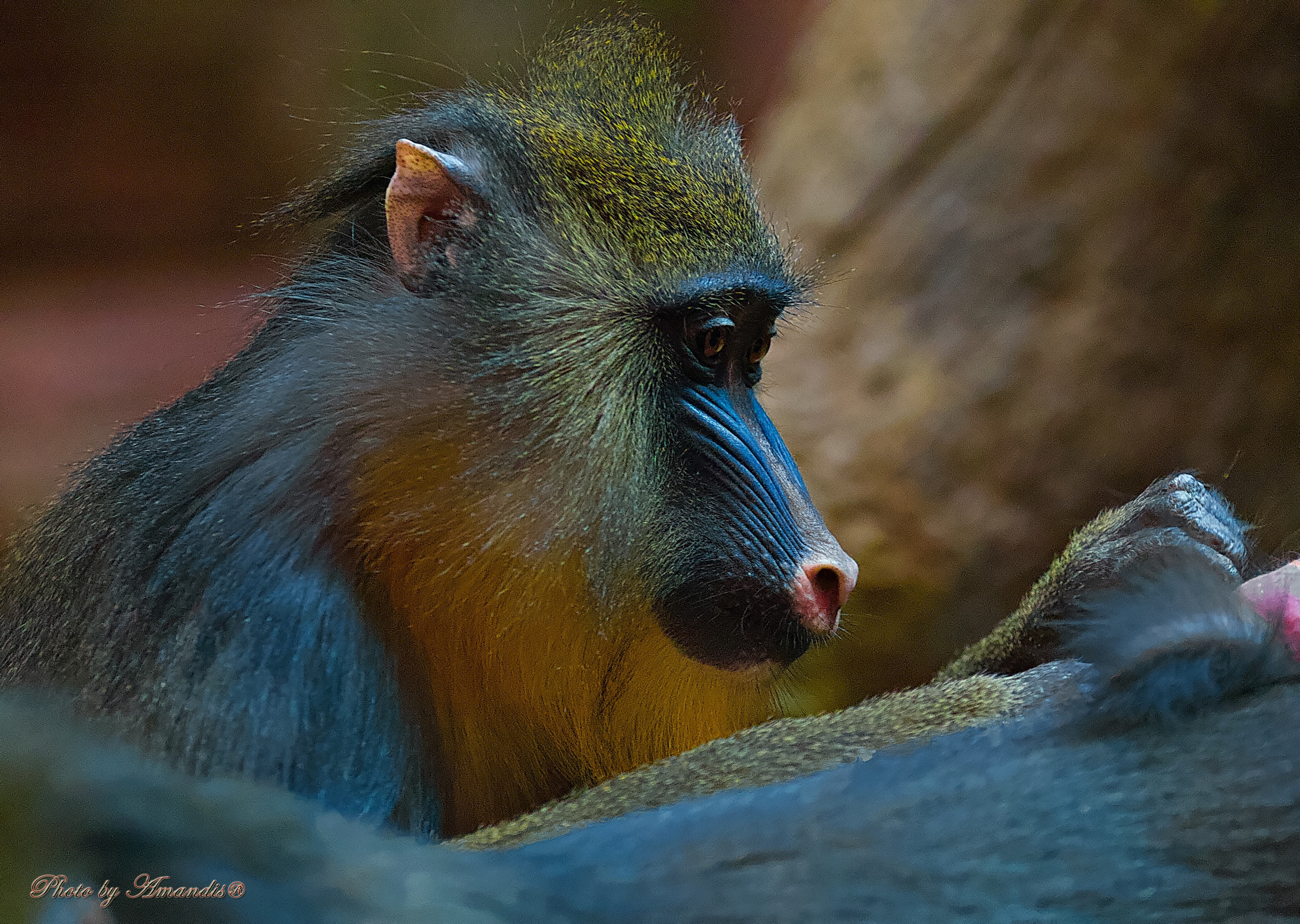 Московский зоопарк (15.02.2023). Репортажная съемка в Москве и области. Анималистика