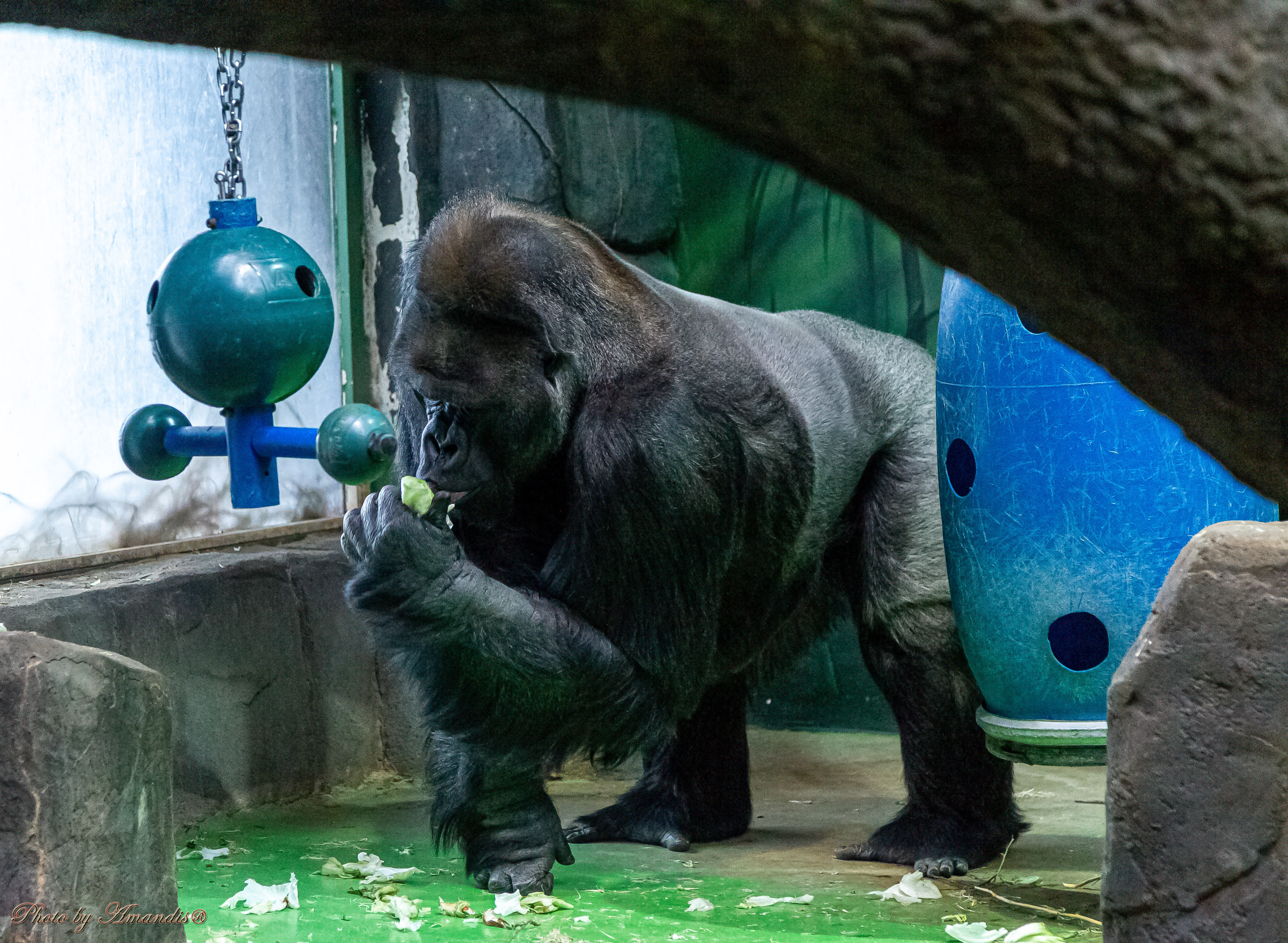Московский зоопарк (15.02.2023). Репортажная съемка в Москве и области. Анималистика