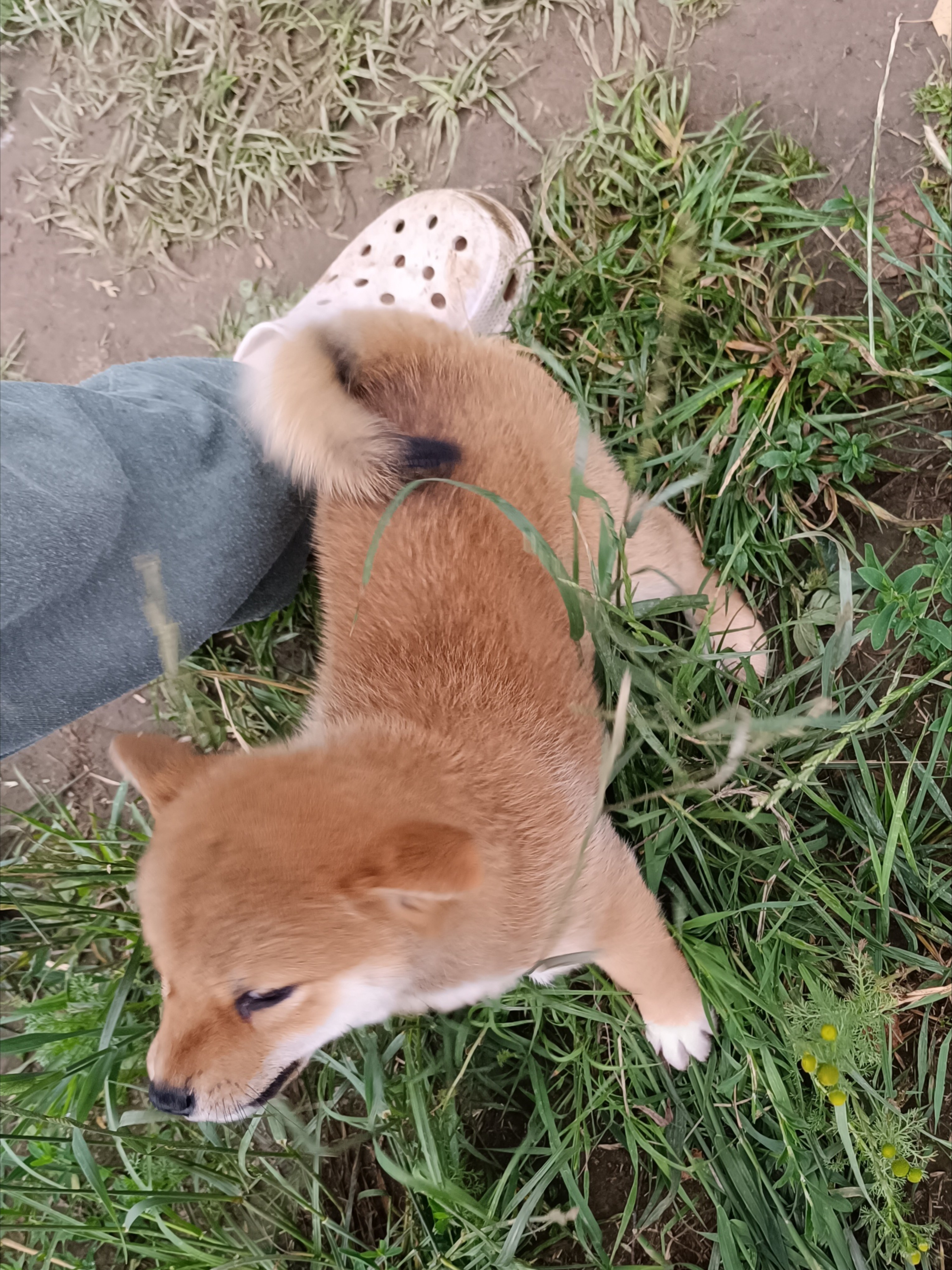 сиба питомник Рубилайт щенки на продажу rubylight  сиба щенки купить СПб Санкт-Петербург