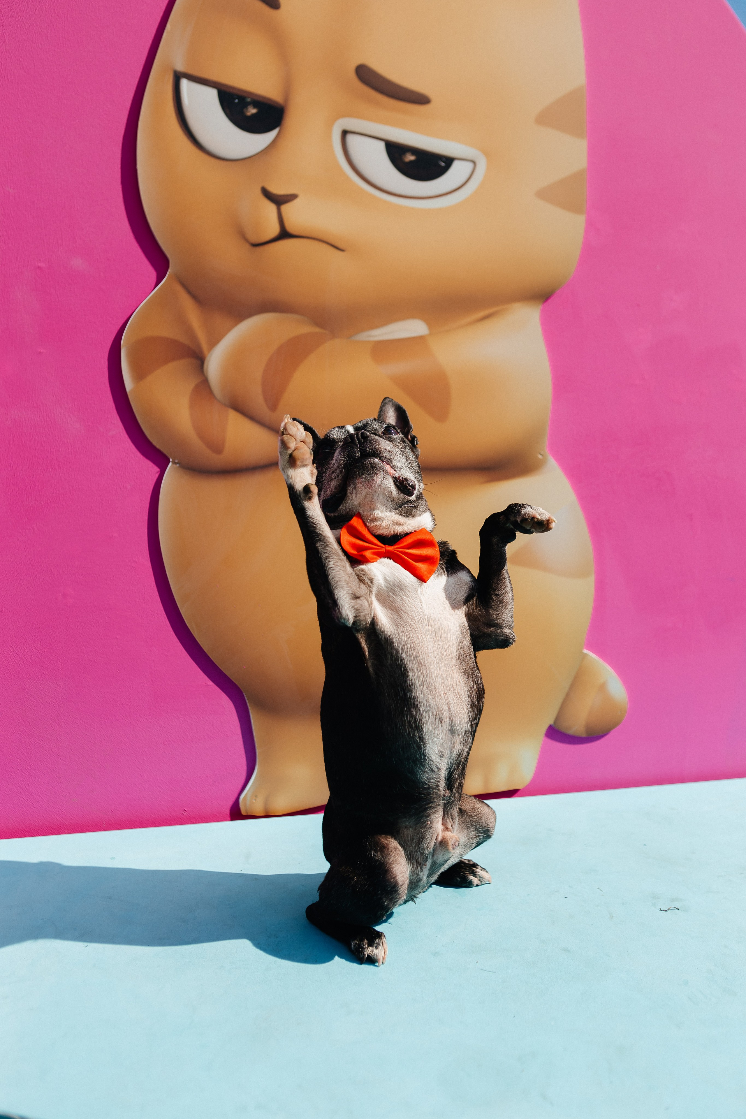 ФЕСТИВАЛЬ VK «ЛАПКИ» | 2025, МОСКВА. Five Media — репортажный фотограф Москва | Мск