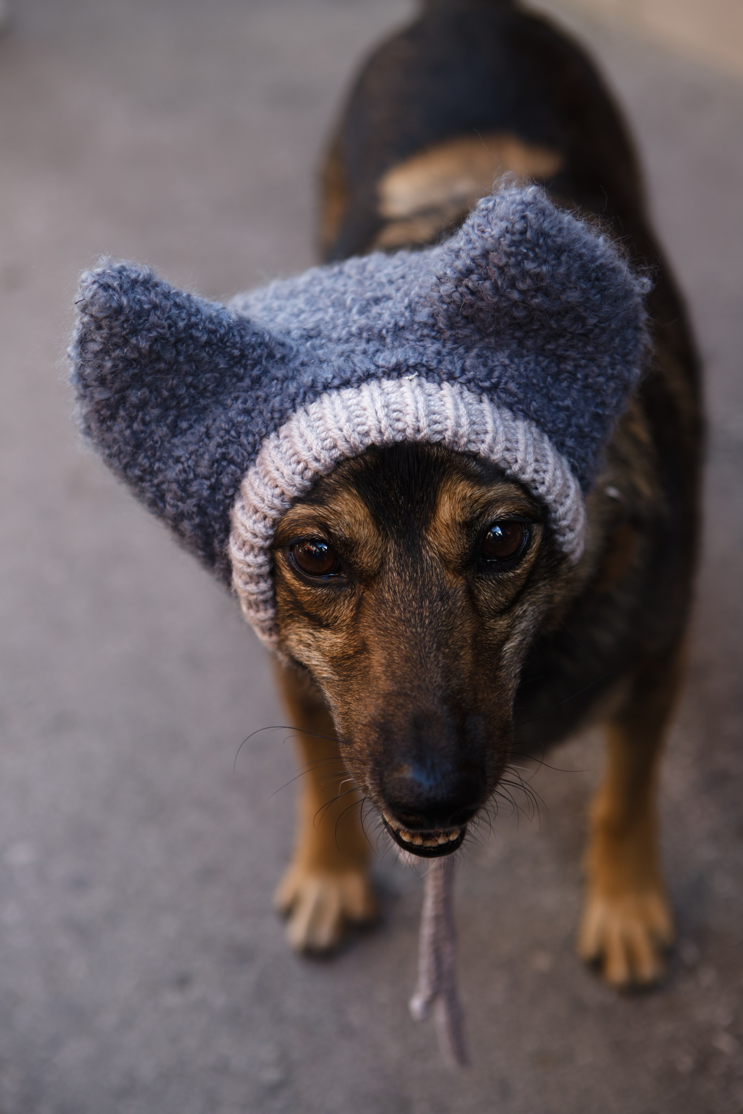 Вечеринка для собак Oh my dog 20.07.2025. Репортажный и спортивный фотограф в г. Пермь Зильберг Павел