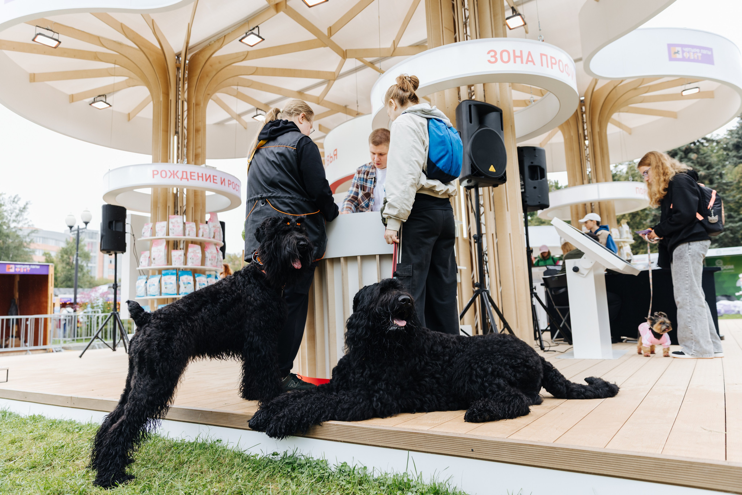 Хвостатый репортаж. Аксана Лисовская фотограф в Москве. Фотографии с характером