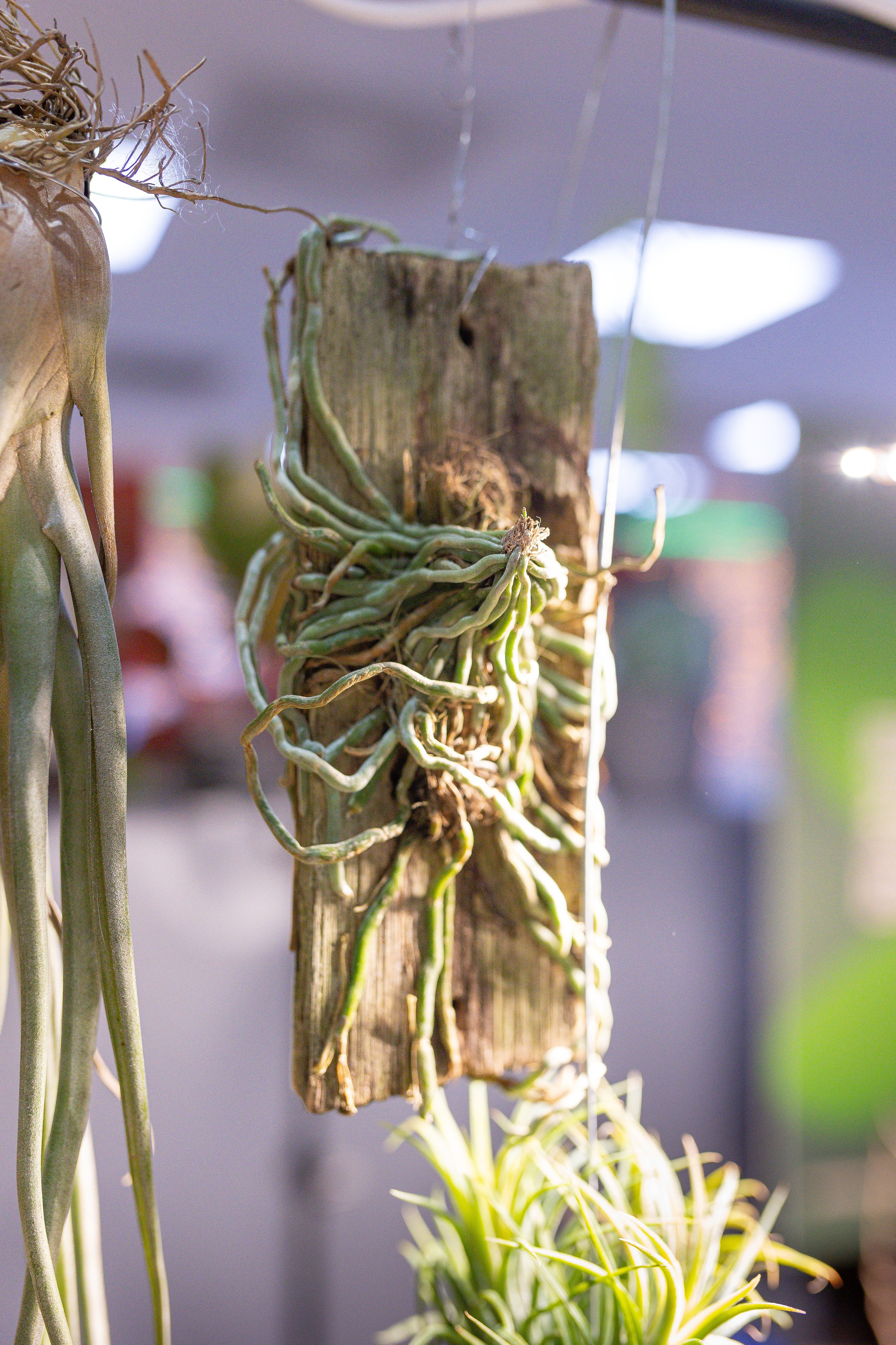 Орхидиум 12.2025. Александра Куликова фотограф, Москва