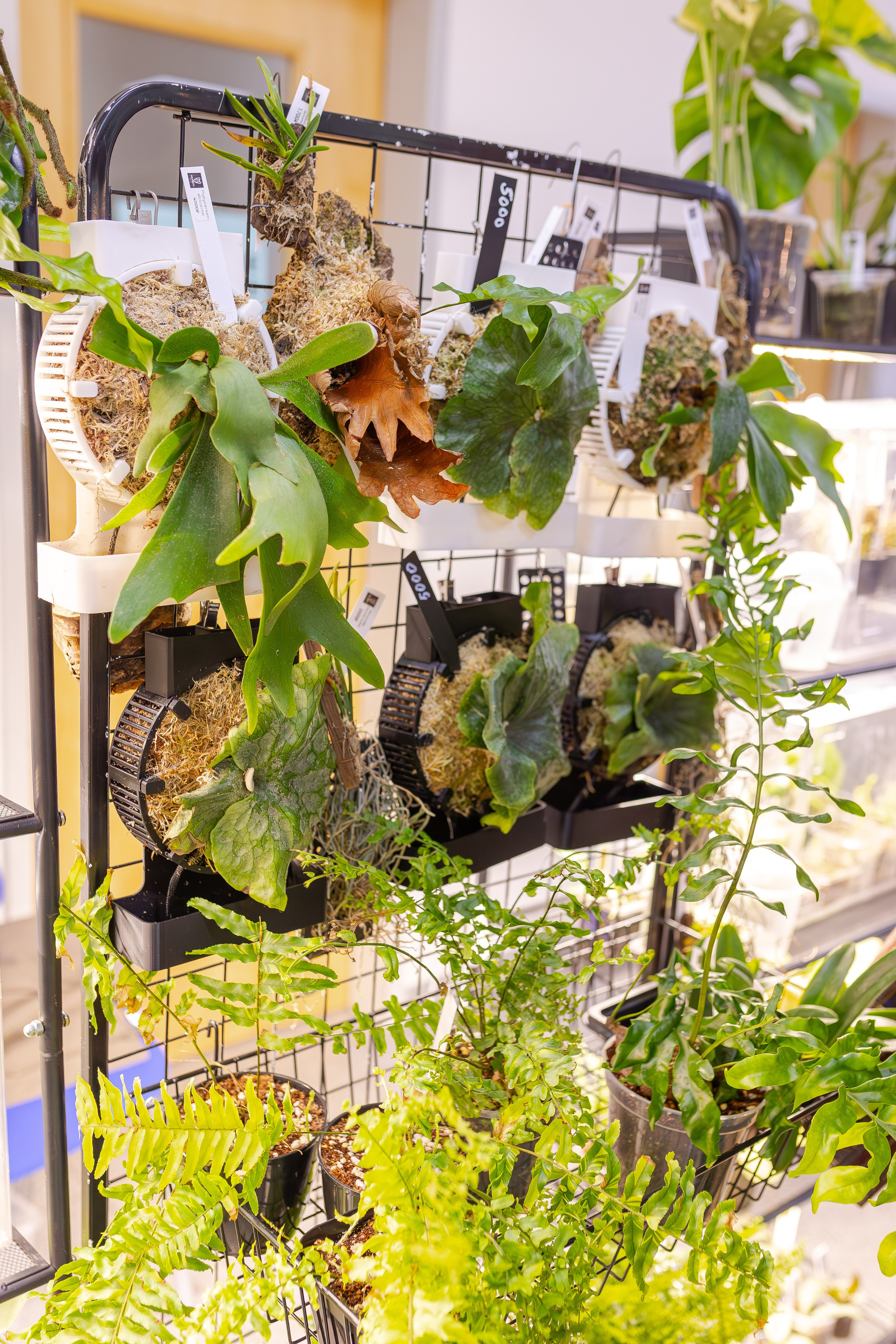 Монстериум апрель 2026. Александра Куликова фотограф, Москва