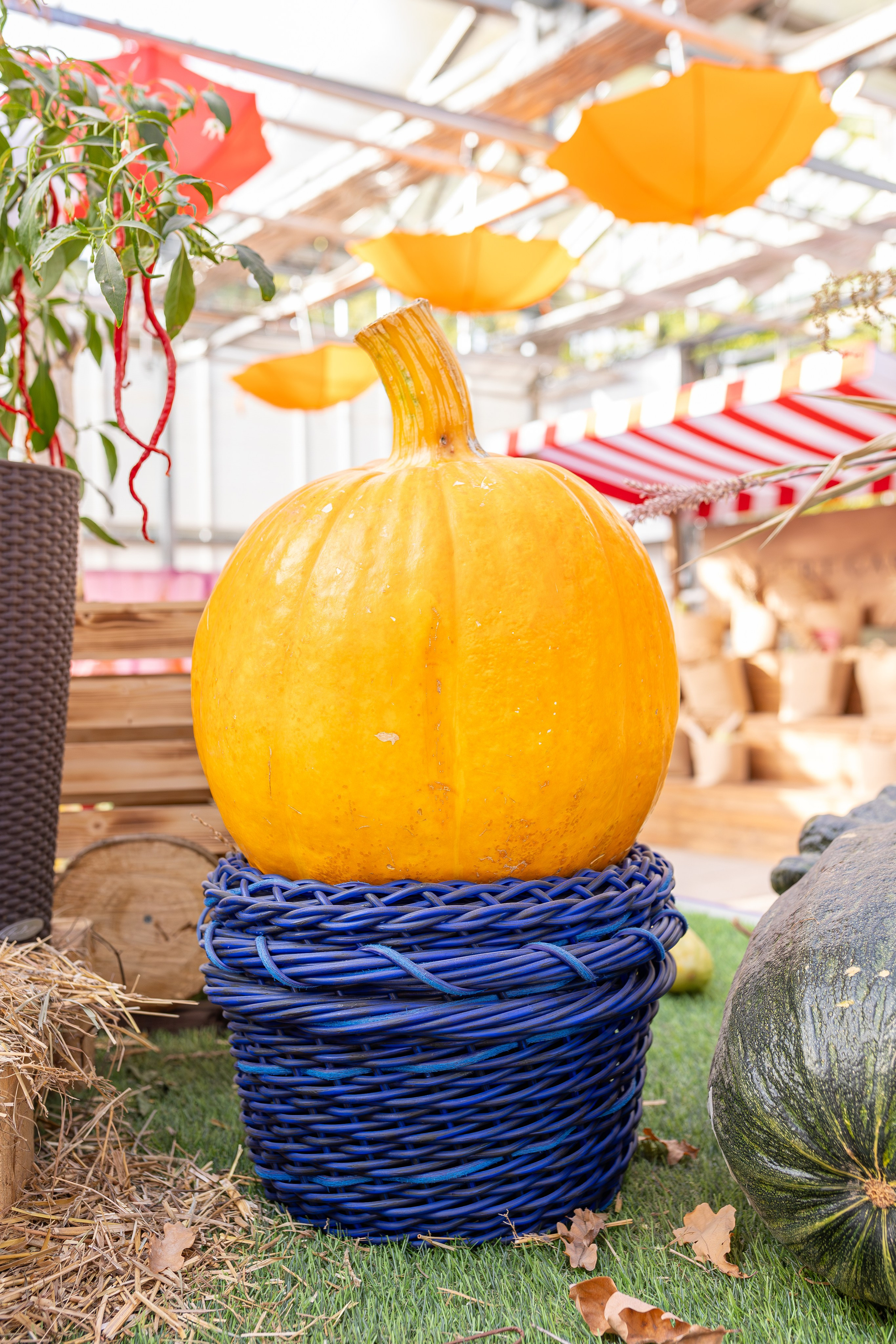 Овощи-гиганты. Александра Куликова фотограф, Москва