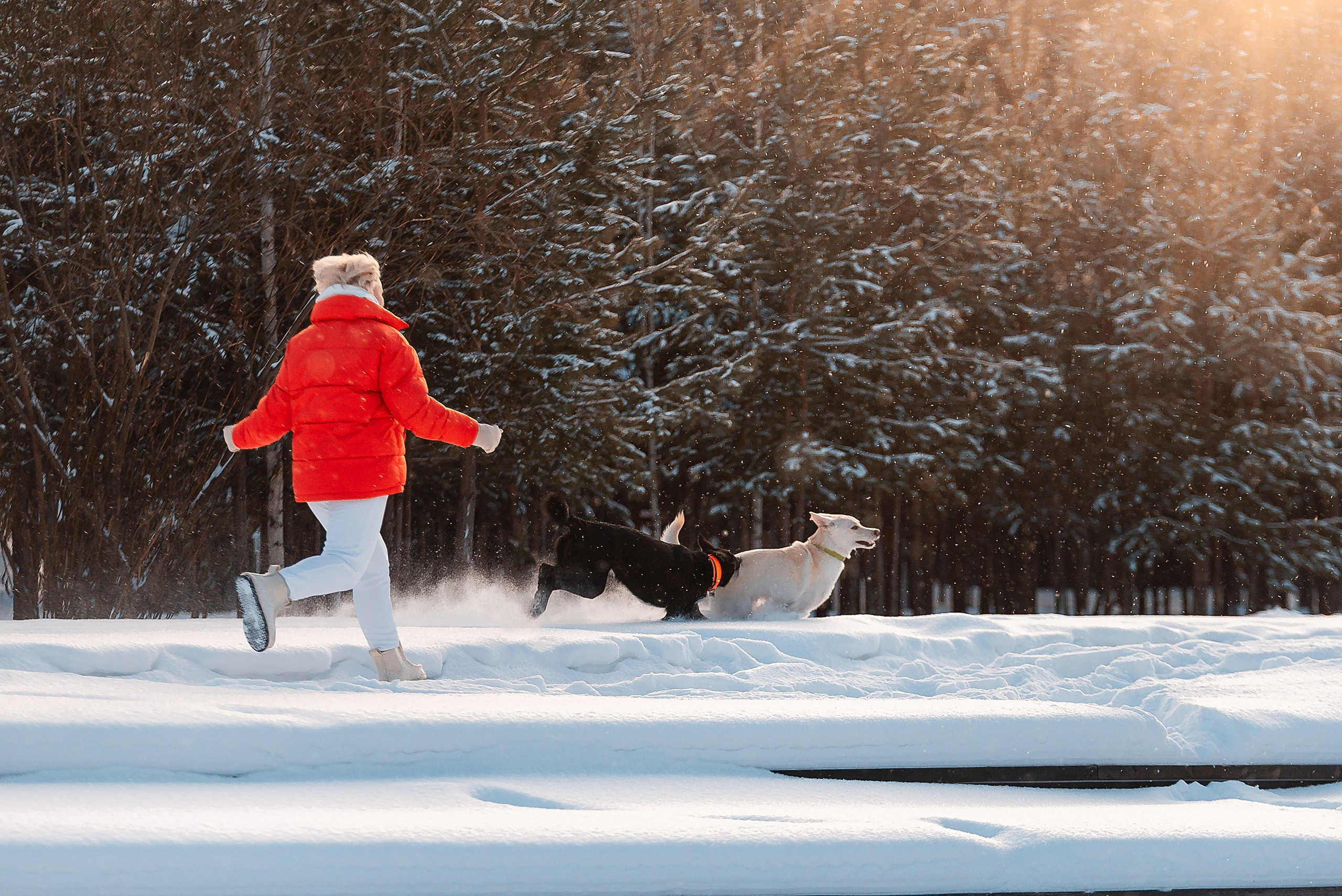 Татьяна, Михаил, Шелли и Лаки. Фотограф-анималист Анастасия Парфенова|Екатеринбург