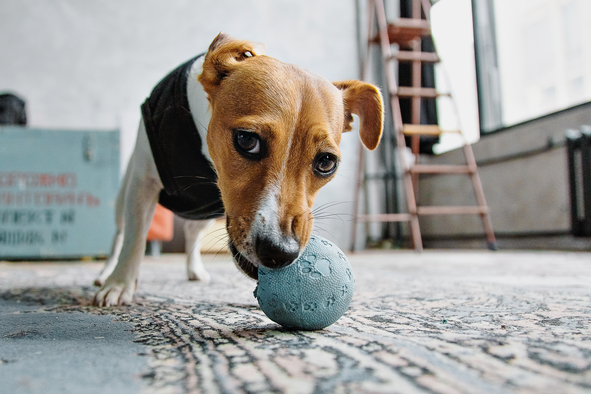 Дима & Настя. Репортажный фотограф Александр Задорин, Минск, Беларусь