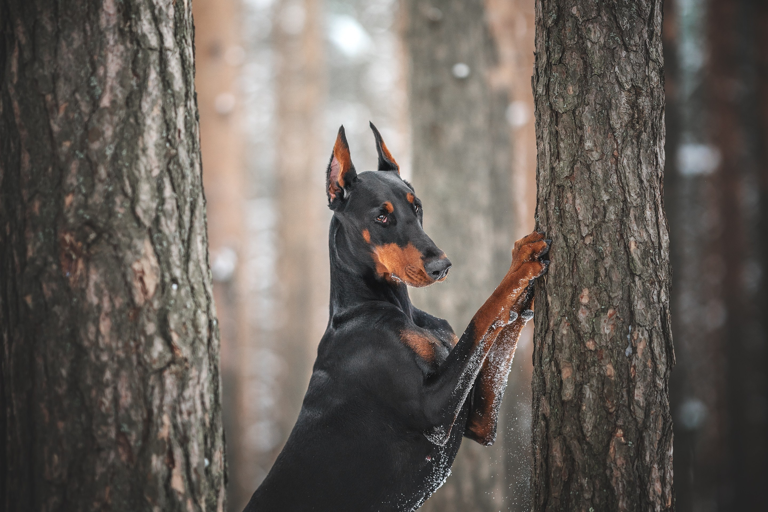 Челси. Фотограф анималист Осипчикова Мария