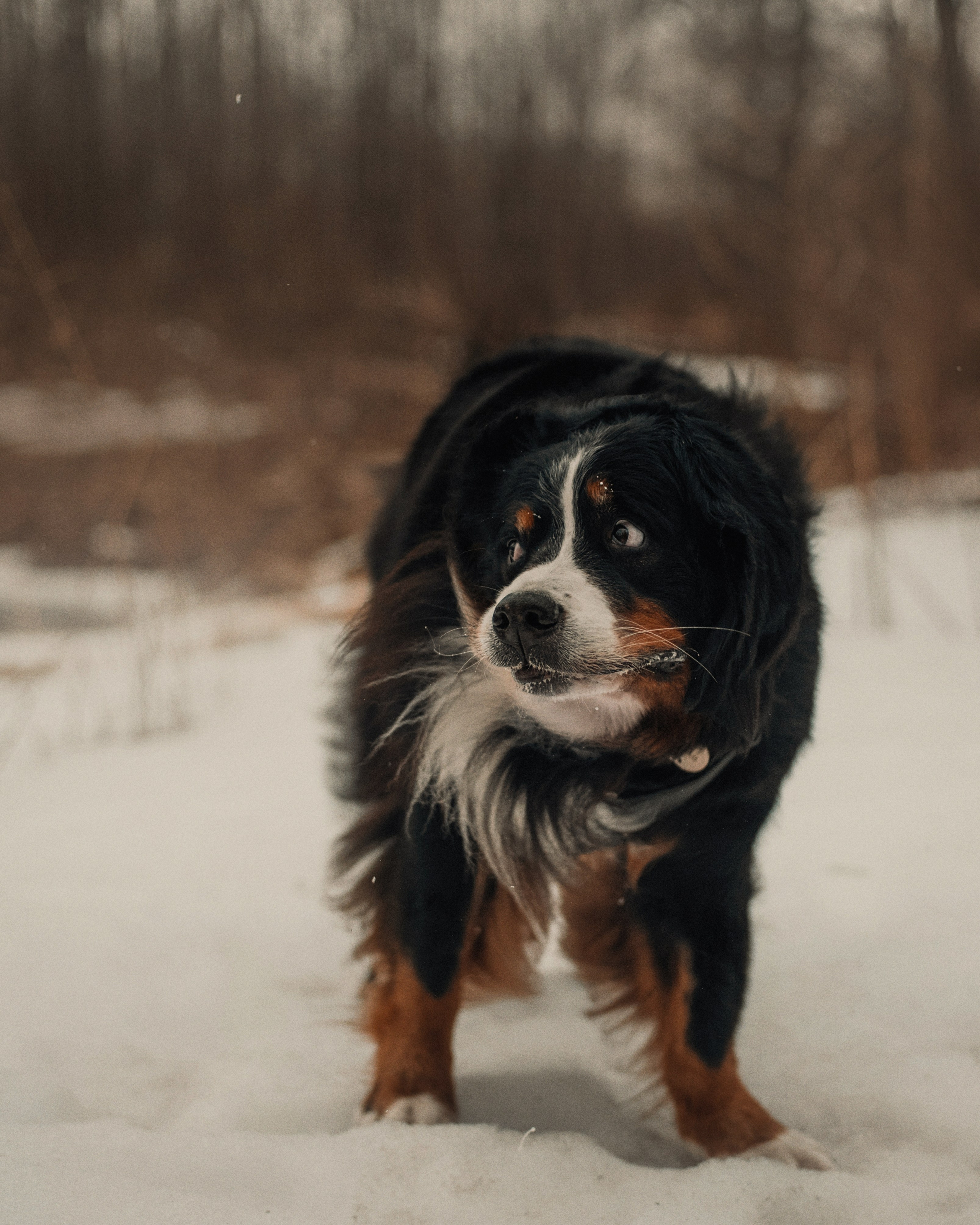 Прогулка: берн Пума, Фрэнк и Юля в Питере. Портфолио