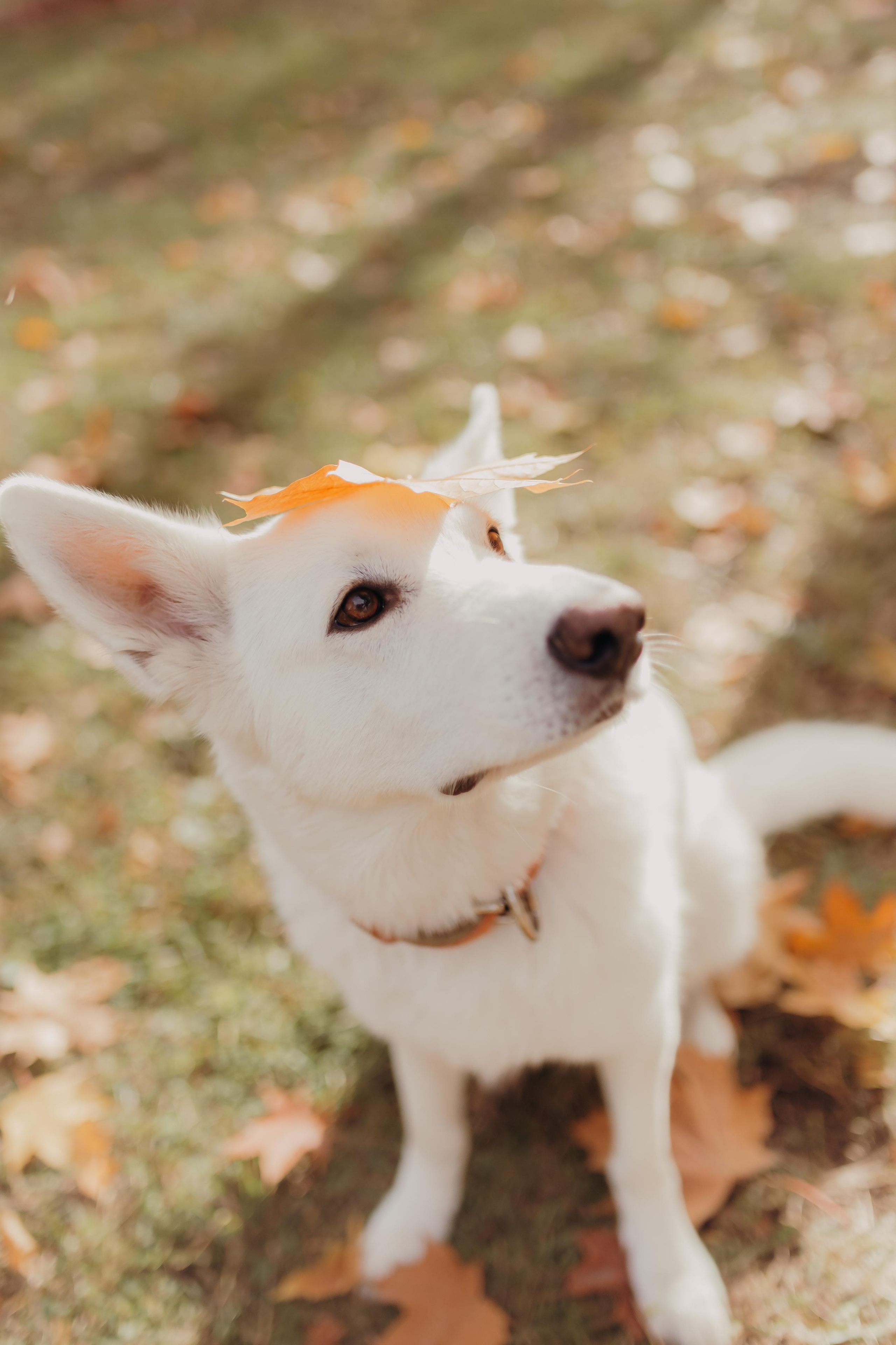 Даша, Коля и Илюша. Анна Ларина — Lifestyle фотограф в Москве