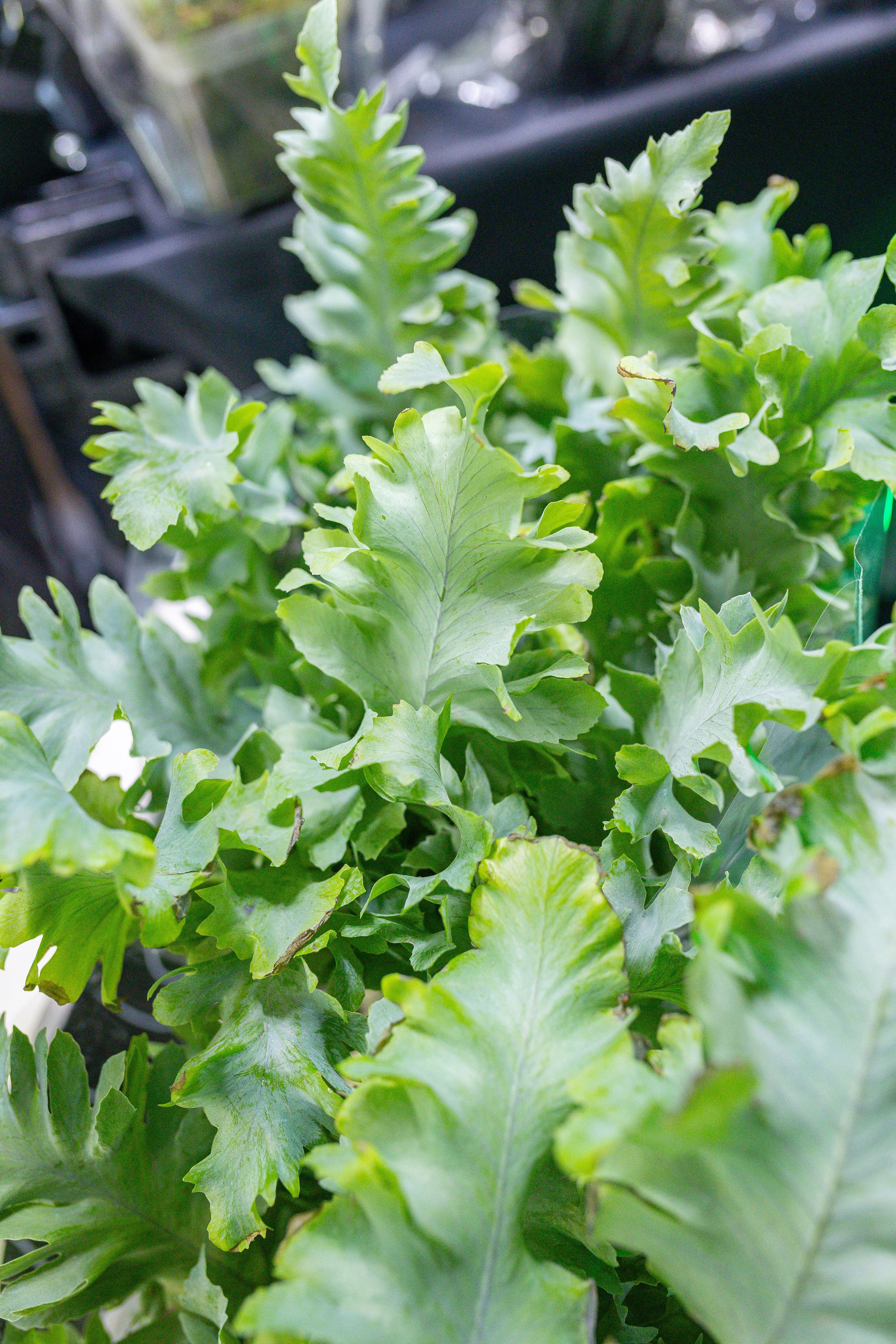 Орхидиум 12.2025. Александра Куликова фотограф, Москва