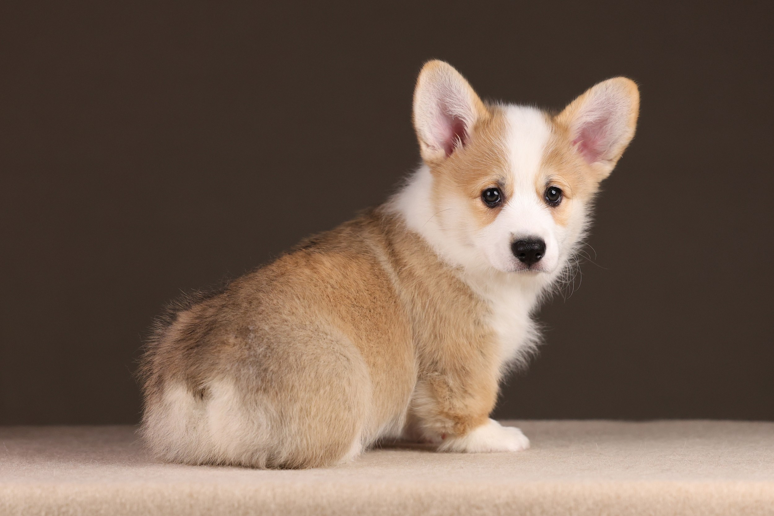 Питомник Mistycor. Мои работы