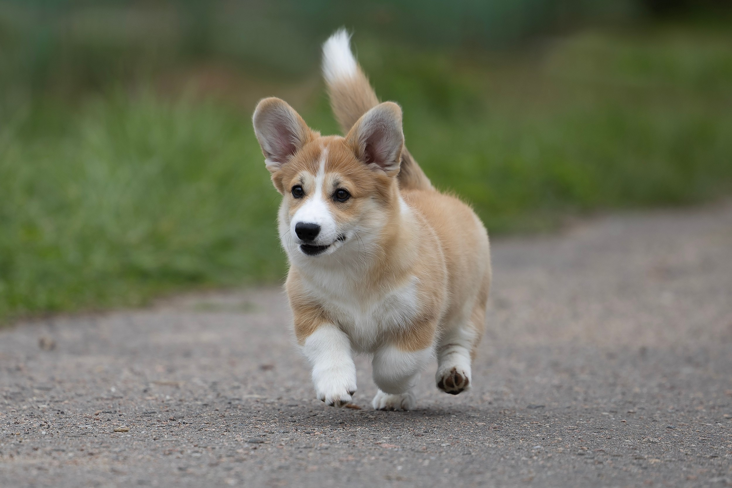 Питомник Mistycor. Мои работы