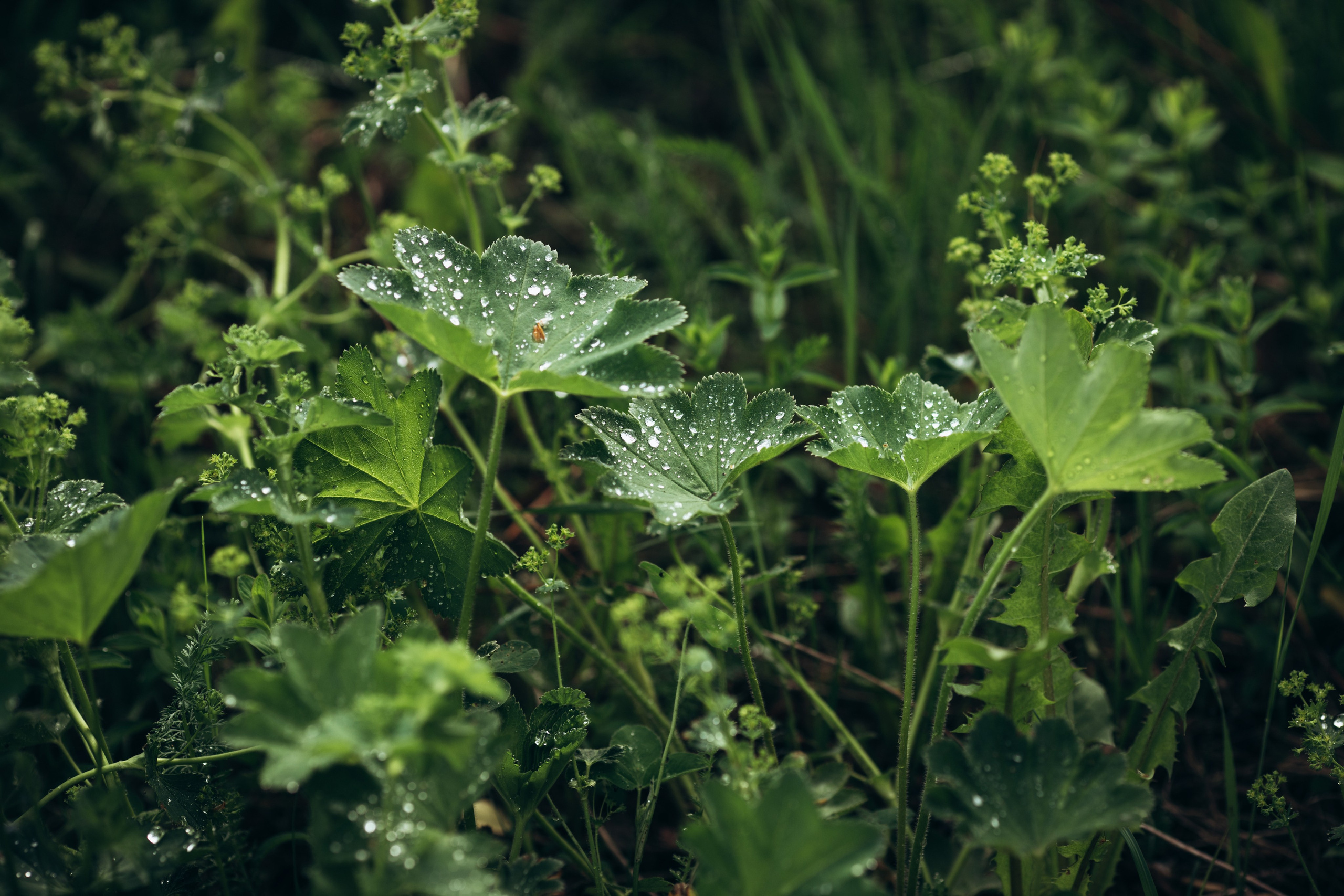 Природные пейзажи. Наталия Клевинскас портретный фотограф в Костроме