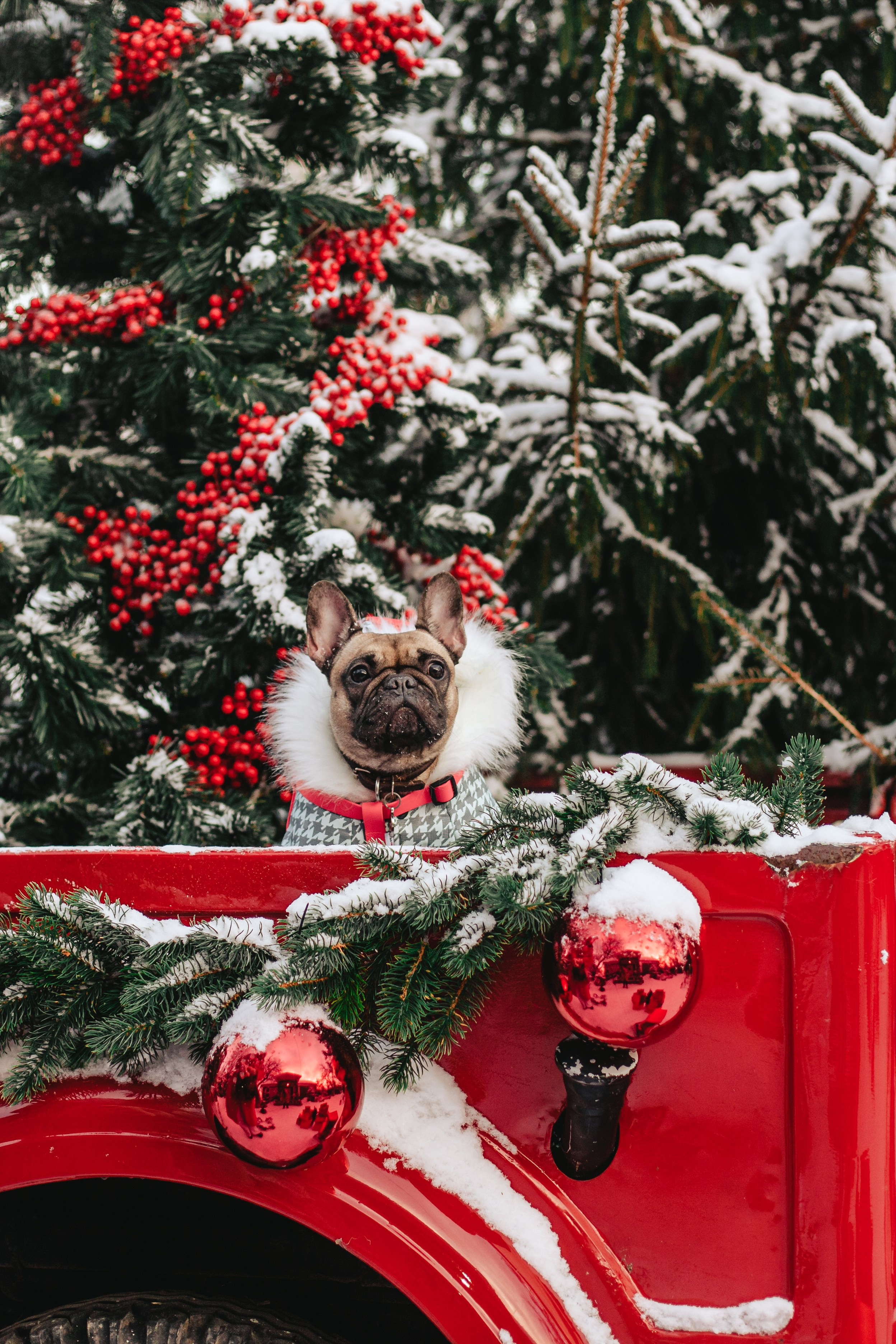 Зингер дача. Фотограф-анималист Татьяна Степанова
