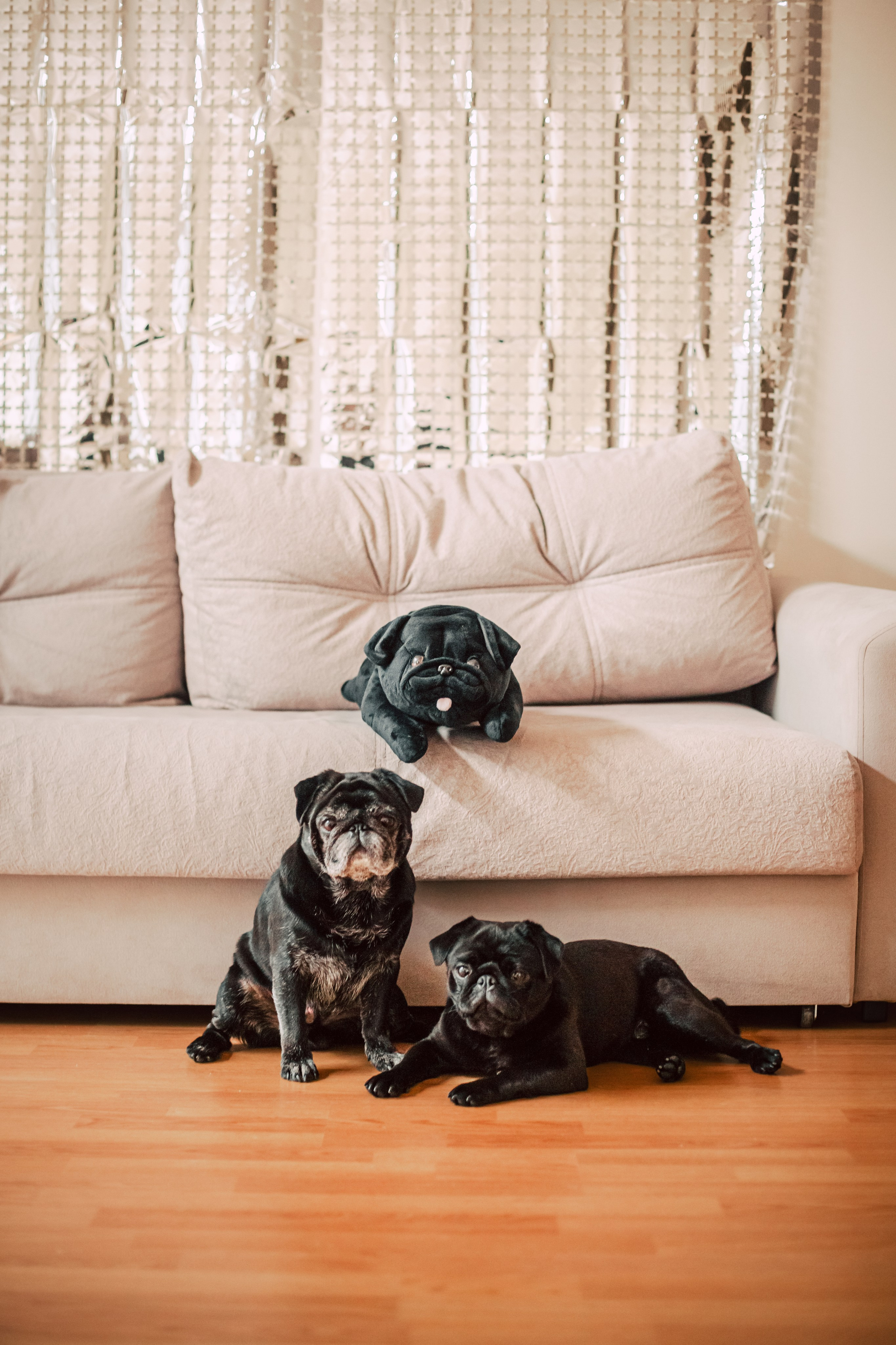 Оля, Харви, Луис. Фотограф-анималист Татьяна Степанова