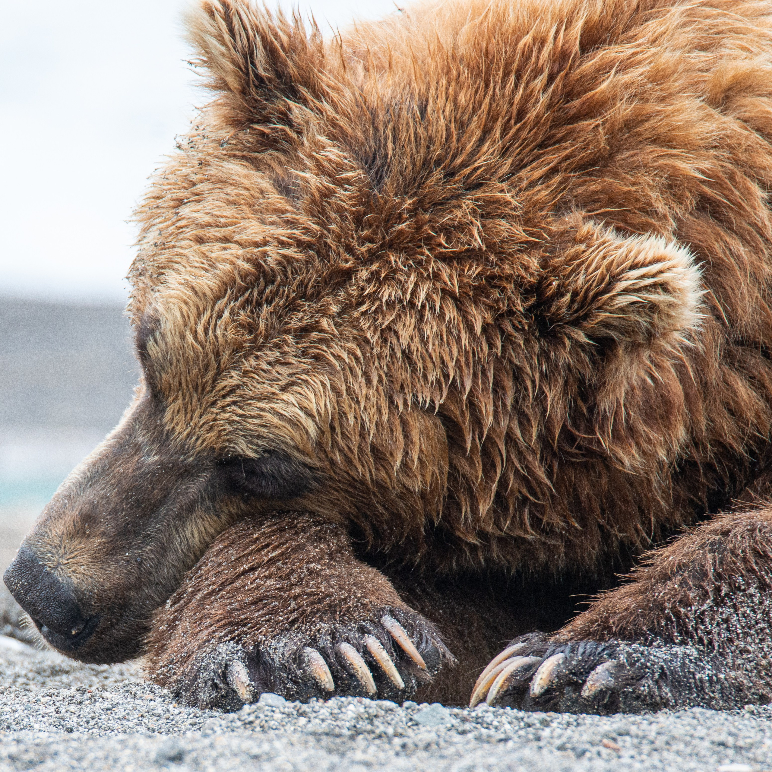 Камчатка — земля медведей. Игорь Иванко — Репортажный и событийный фотограф. Москва