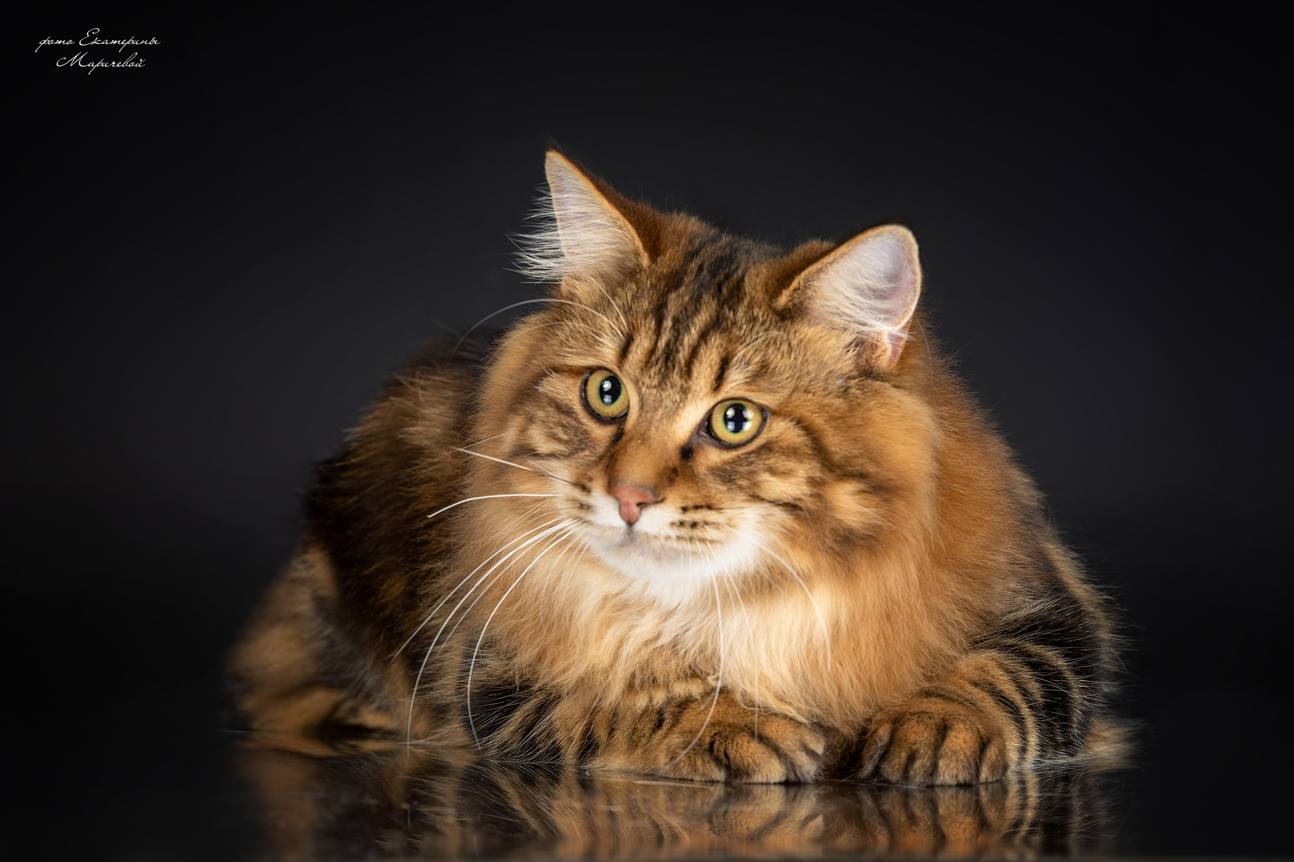 Стендовая съёмка на выставках кошек. Фотограф-анималист в Омске Екатерина Маричева