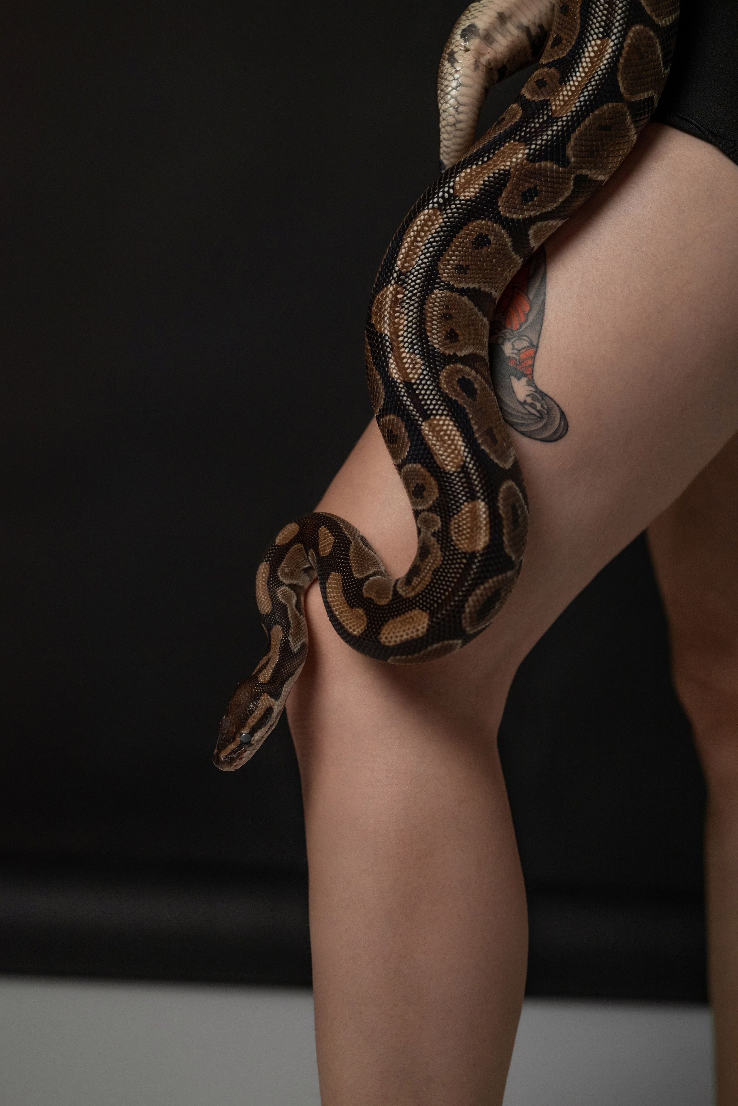 Фотопроект с питоном. Фотограф в городе Салават