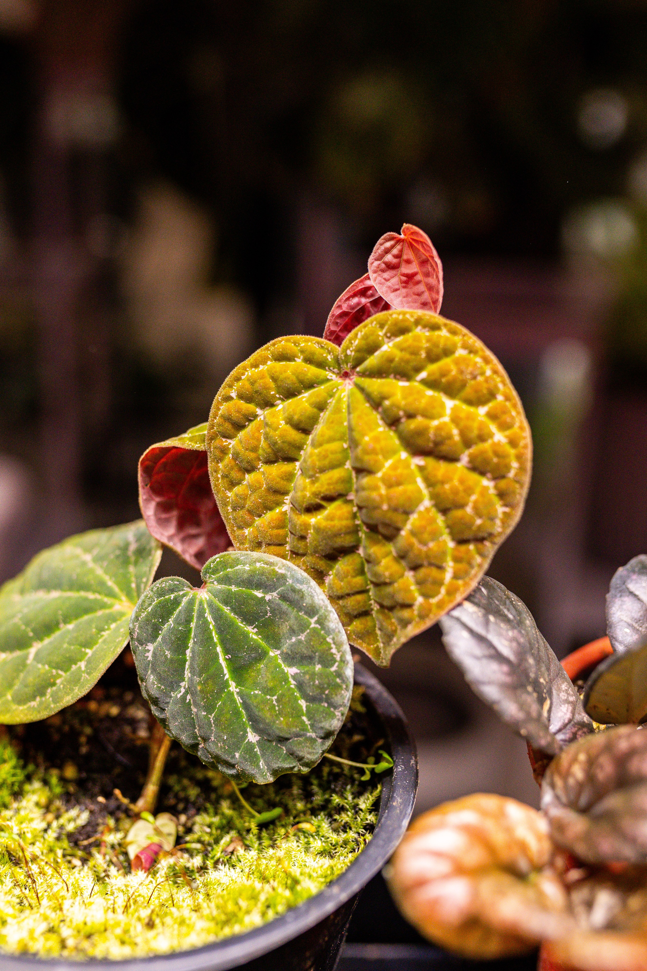 Green_Rare Ярмарка февраль 2025. Александра Куликова фотограф, Москва