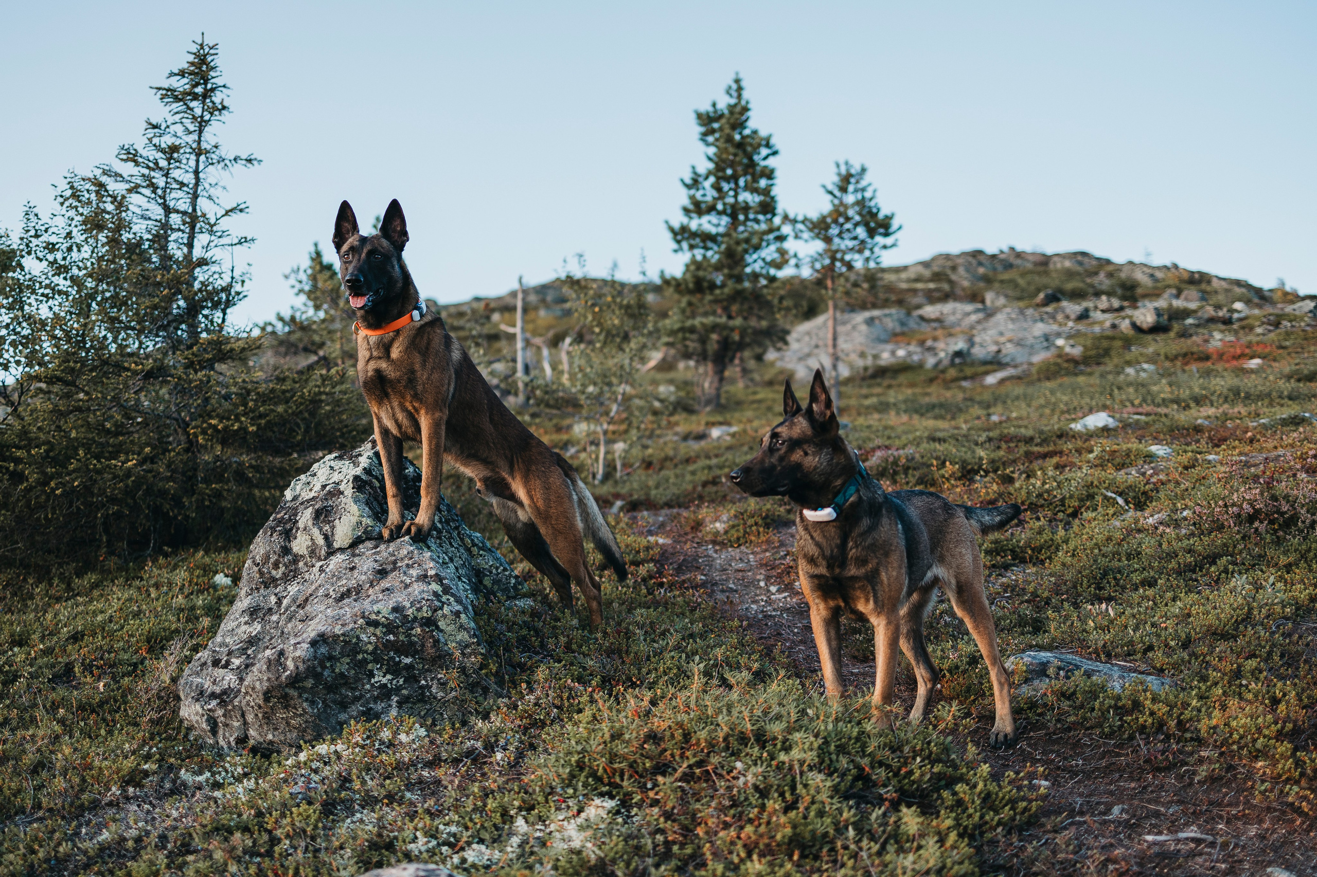 Горы. Фотограф-анималист Анна Маринич